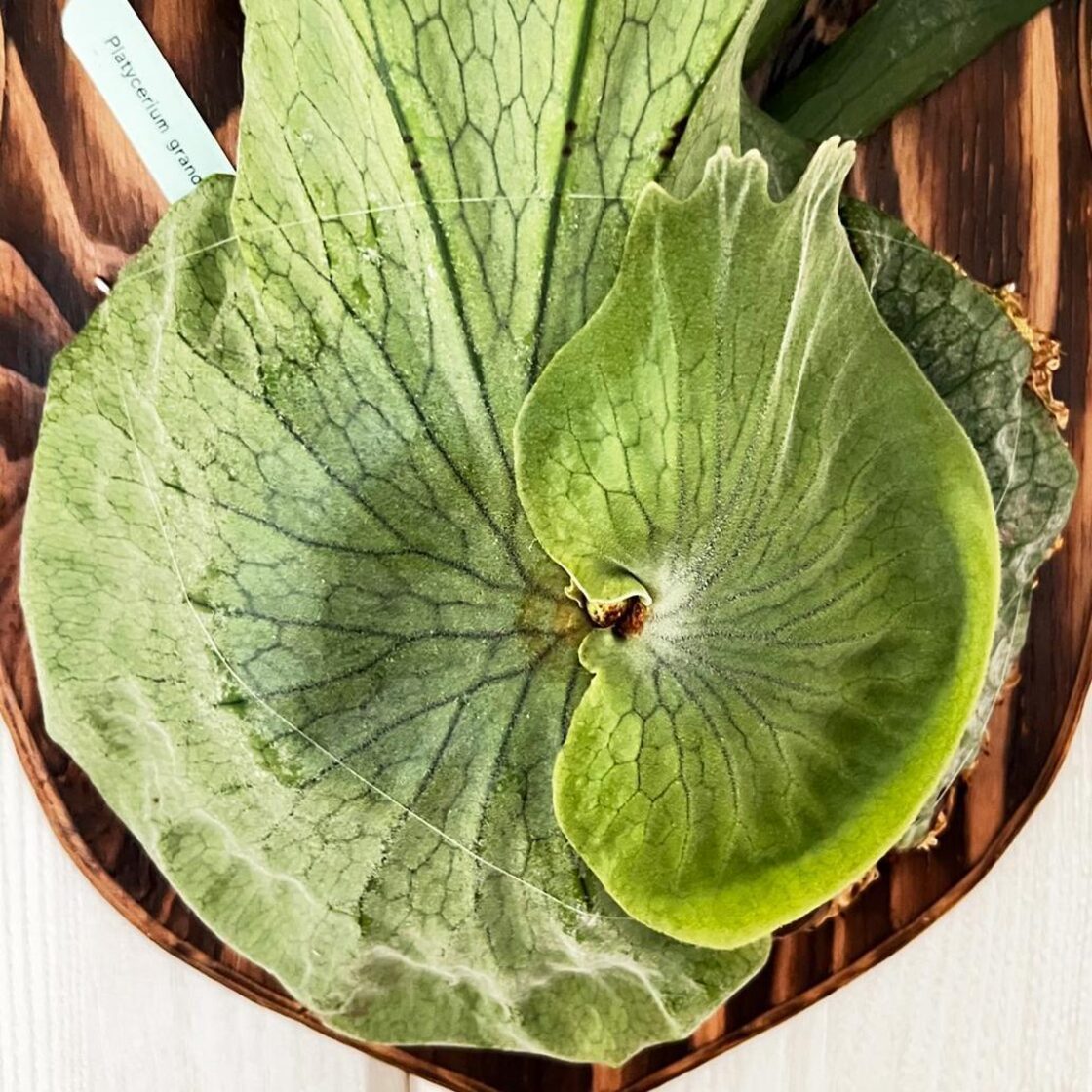 ビカクシダ グランデ 板付 【観葉植物 壁掛け コウモリラン】 | PAY ID