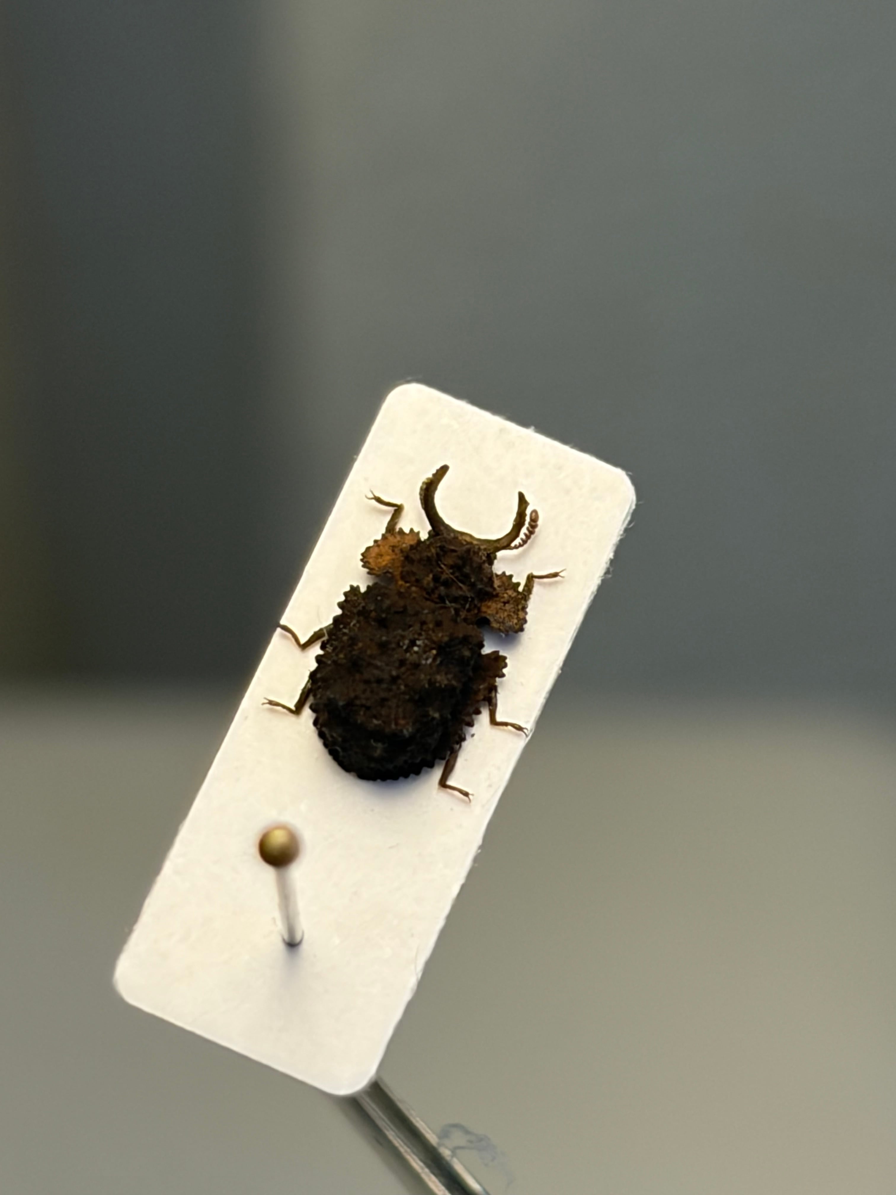 6mm】胸が黄土色に染まったコブスジツノゴミムシダマシ 標本ゾウムシ