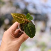 Anthurium Carlablackiae / アンスリウム カーラブラッキー⑫│観葉植物