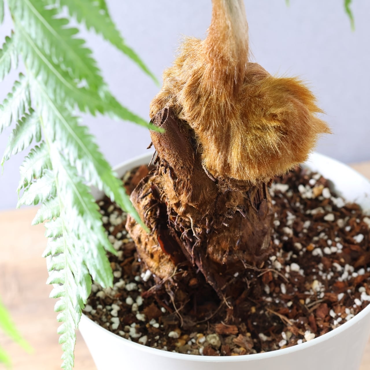 キンモウコウ　曲げ仕立て　6号素焼き鉢ごと発送　シダ観葉植物 園芸ネット本店｜タカワラビ：キンモウコウ セレクト 6号鉢植え の通販