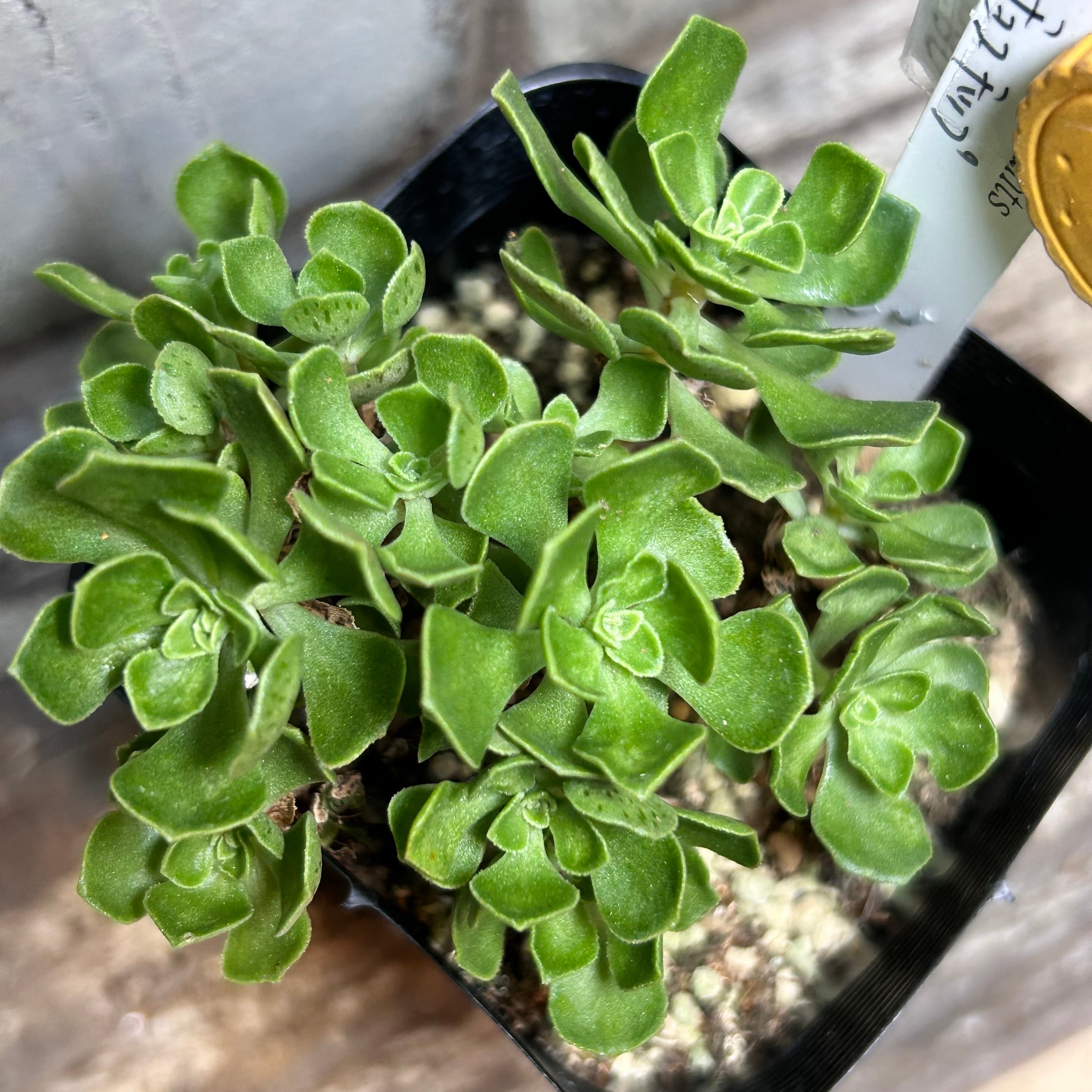 56 #多肉植物アエオニウム❤️ ブードゥー❤️1頭17cm拨き苗 56 #多肉植物アエオニウム❤️ ブードゥー❤️1頭17cm拨き苗