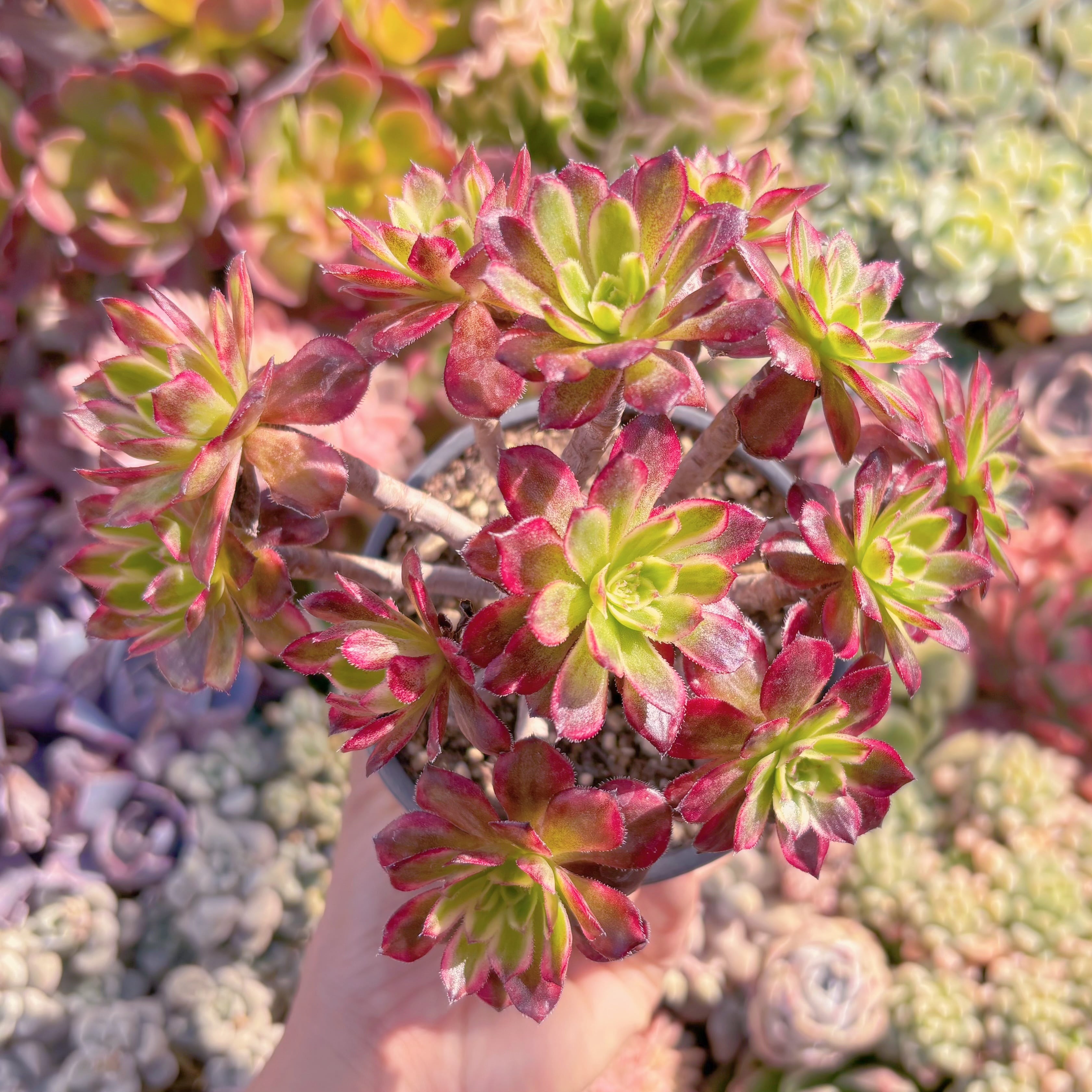 現品　朝霞錦#285　群生　るる農園