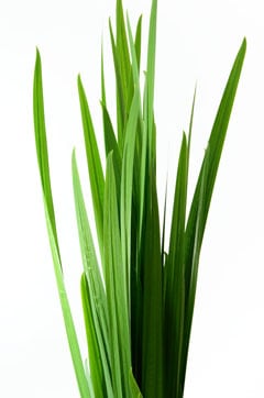 【菖蒲 1束(約5本)】【配送日:4月26日~5月15日】端午の節句 菖蒲の節句 こどもの日 無病息災 厄除け