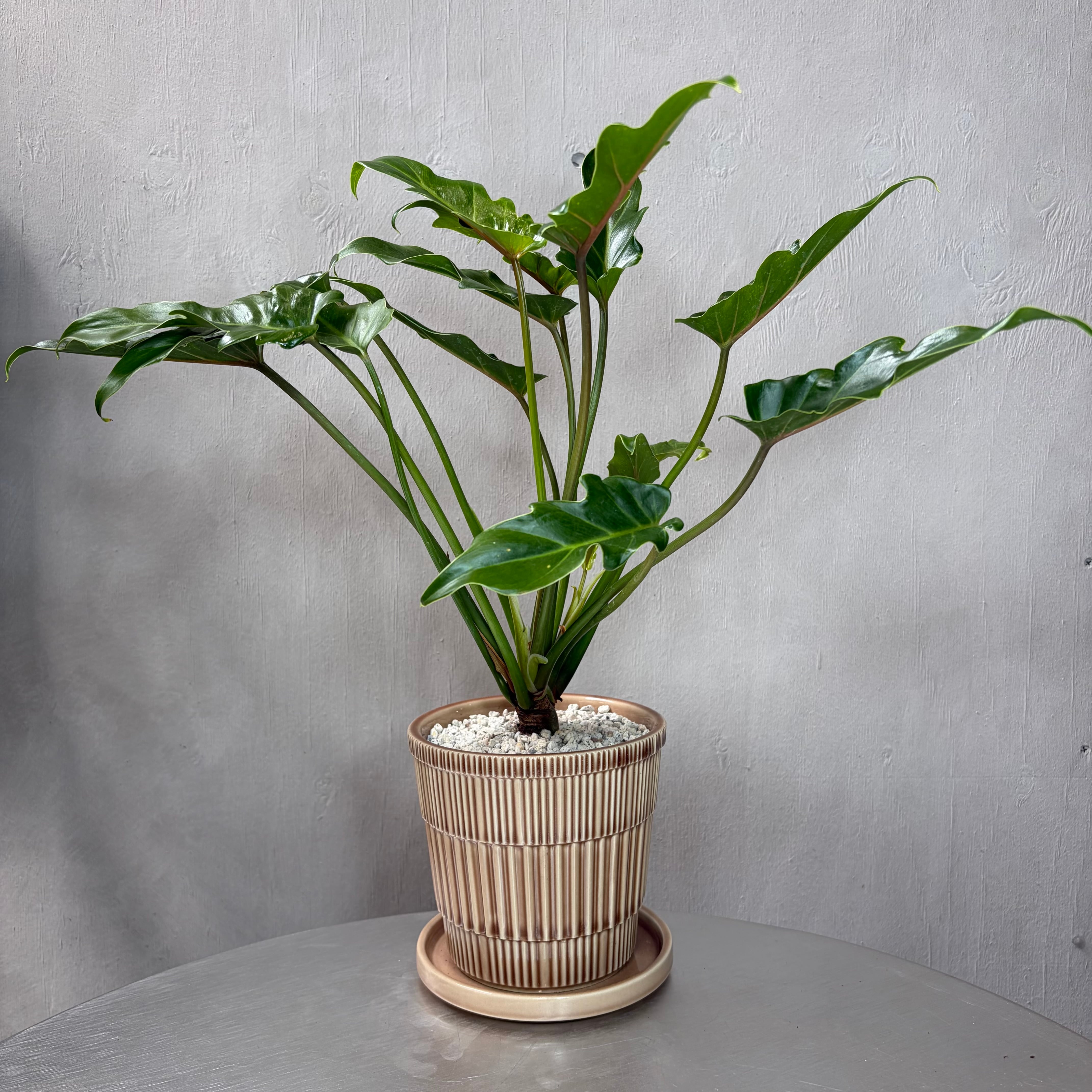 クッカバラ 観葉植物 陶器鉢 植え込み