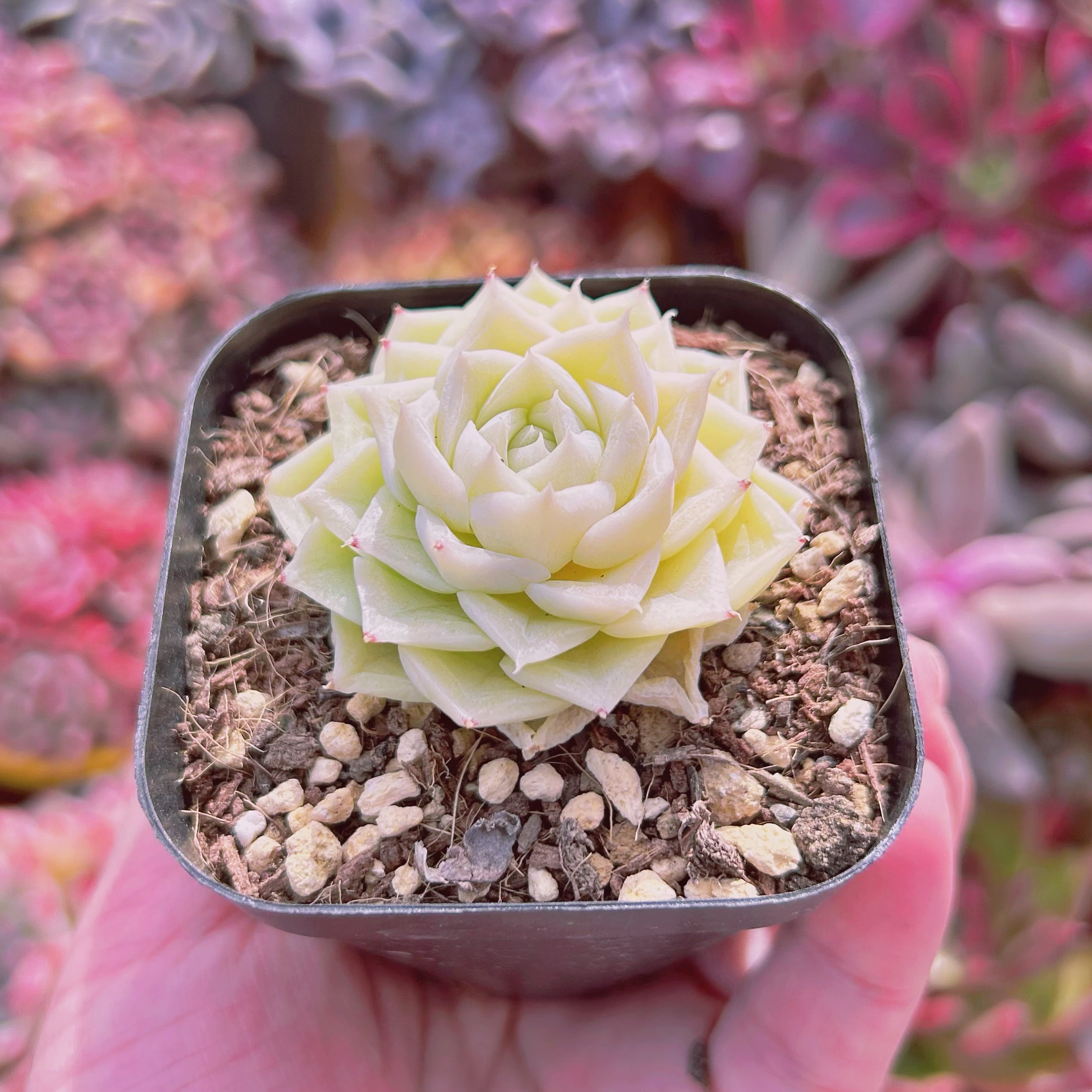 519現物 多肉植物 Echeveria ホワイトスワン | るる農園~多肉植物専門