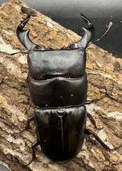 【WD】《ダイオウヒラタ 西ジャワ産 80mm ペア》