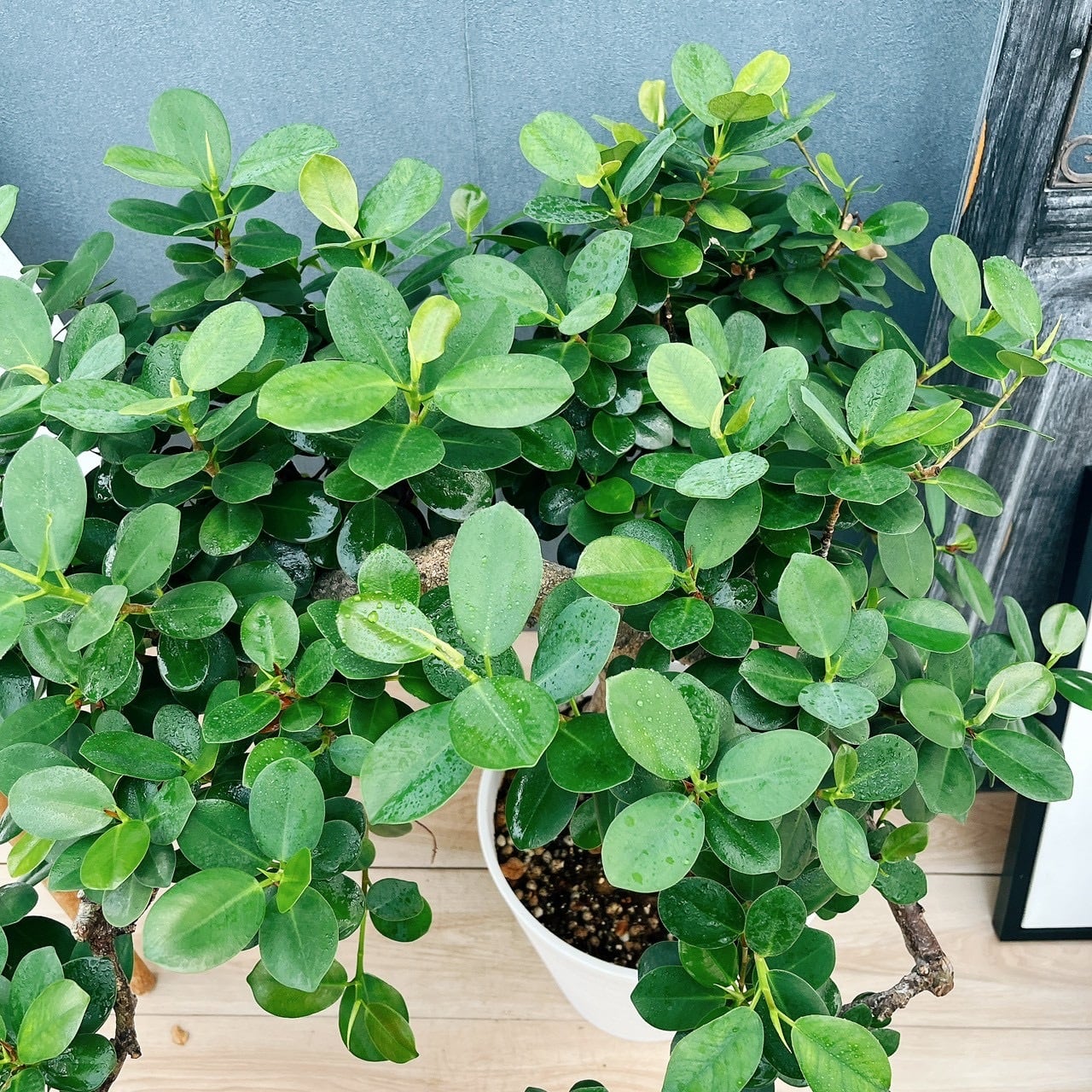 現品］【希少】41番 パンダガジュマル 盆栽仕立て 8号 観葉植物 室内