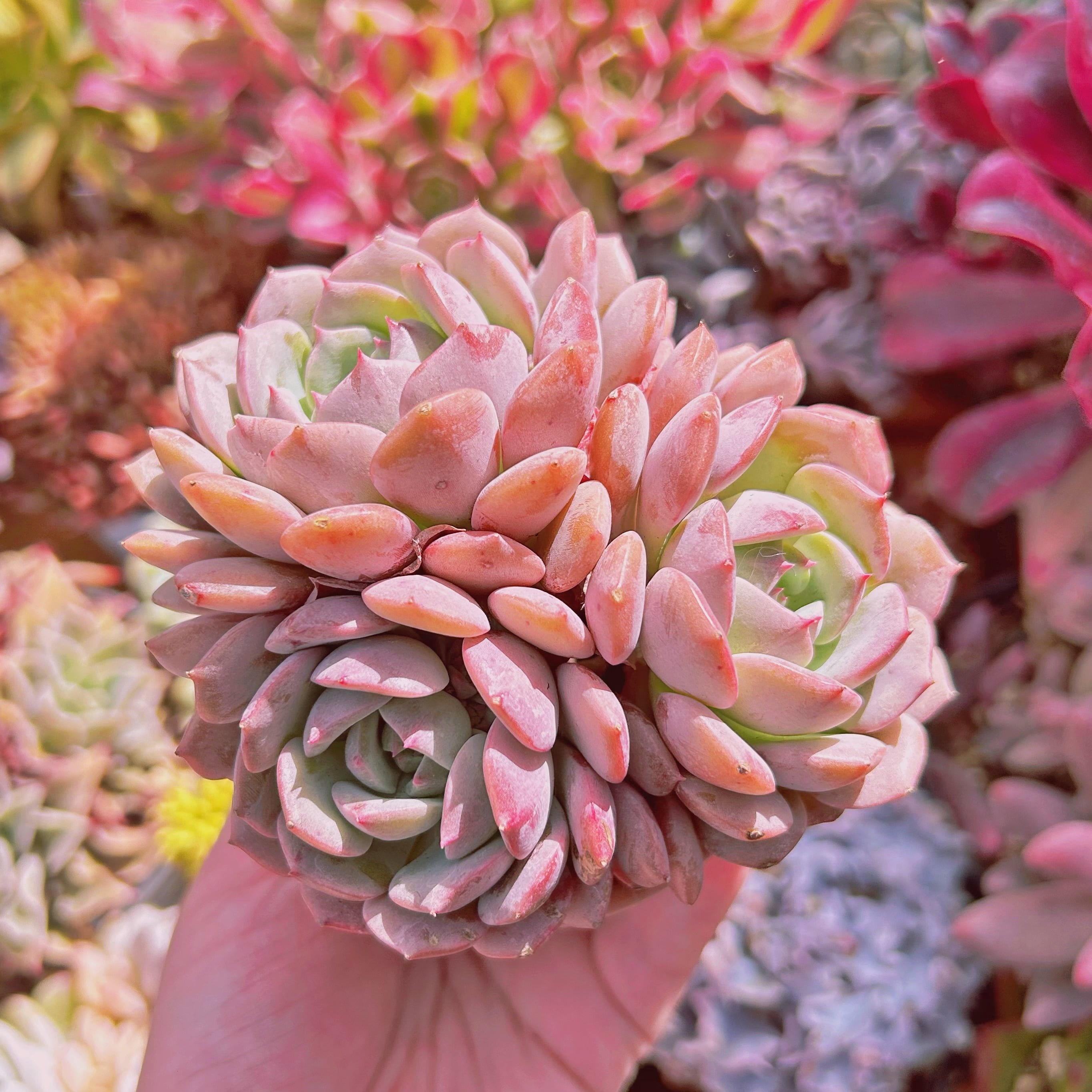 多肉植物　クララ　3～5頭　特大