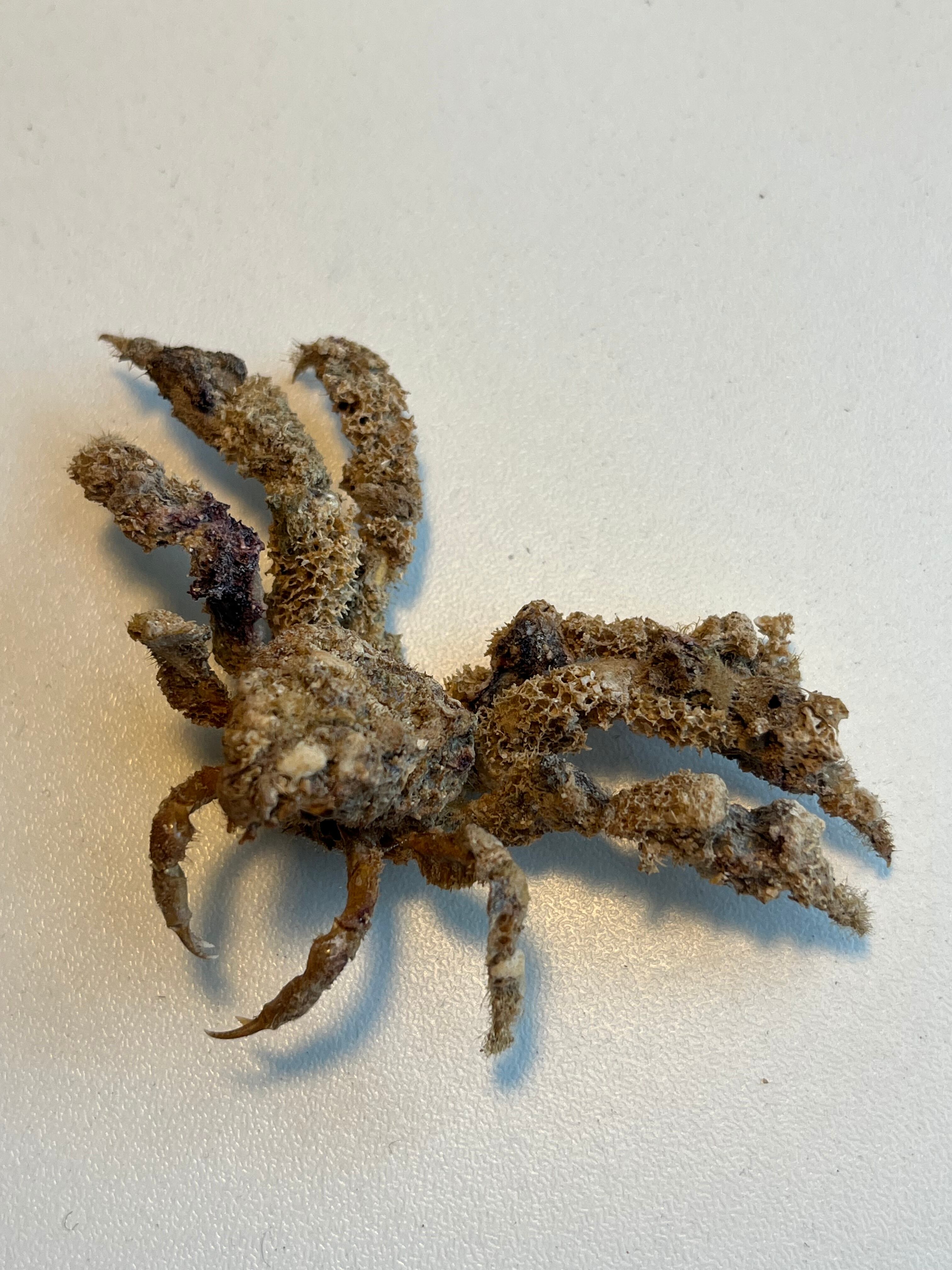 モクズセオイ 全長9cm程 ガニ蟹カニ甲殻類エビ蝦蛄タランチュラ