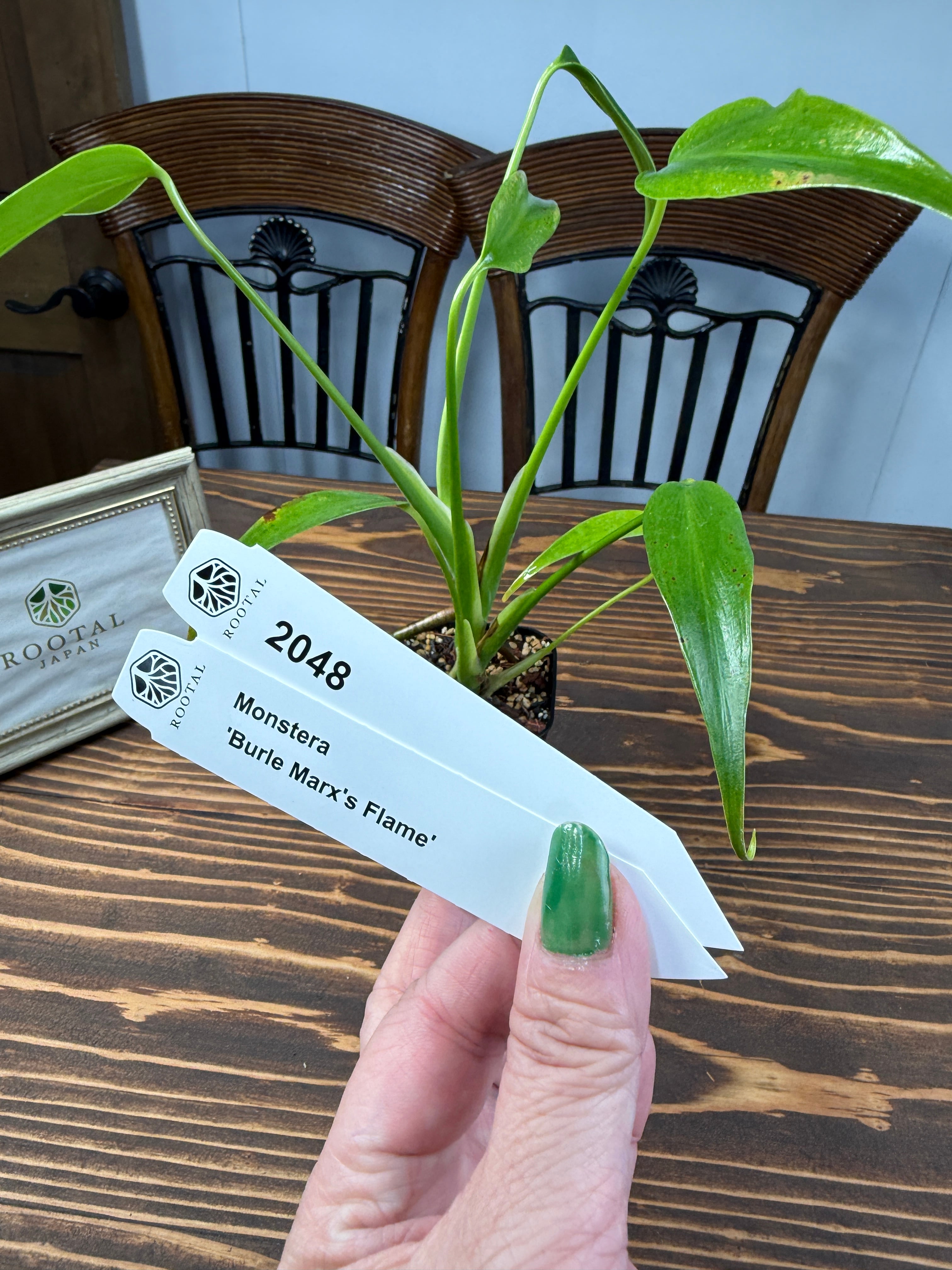 ★2048【堂々たる株元】モンステラ バールマルクスフレーム若苗(2.5ロング硬質ポット)