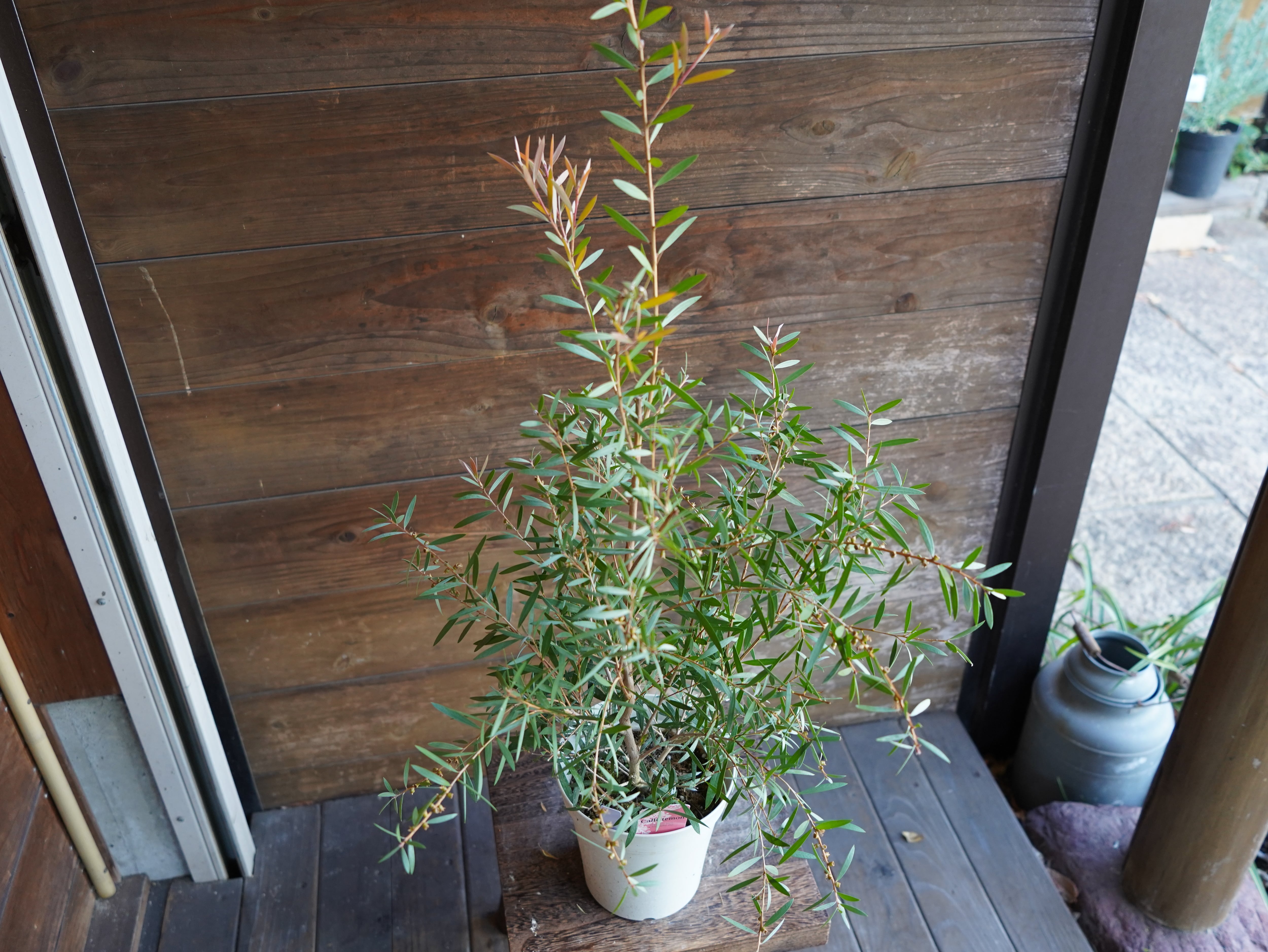 【現物】カリステモン　”ピンディーピンディー”