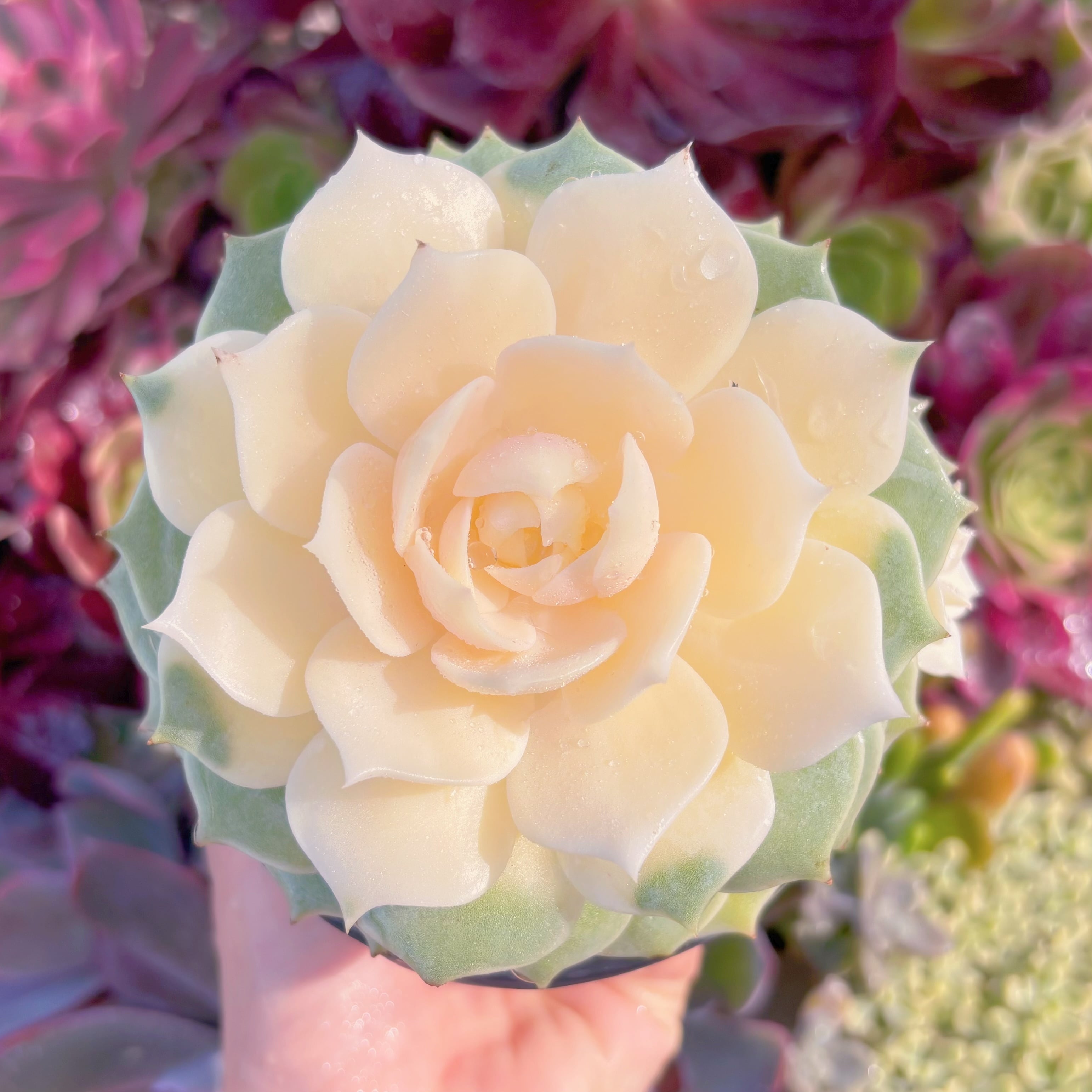 現品　ローラ錦#604　るる農園