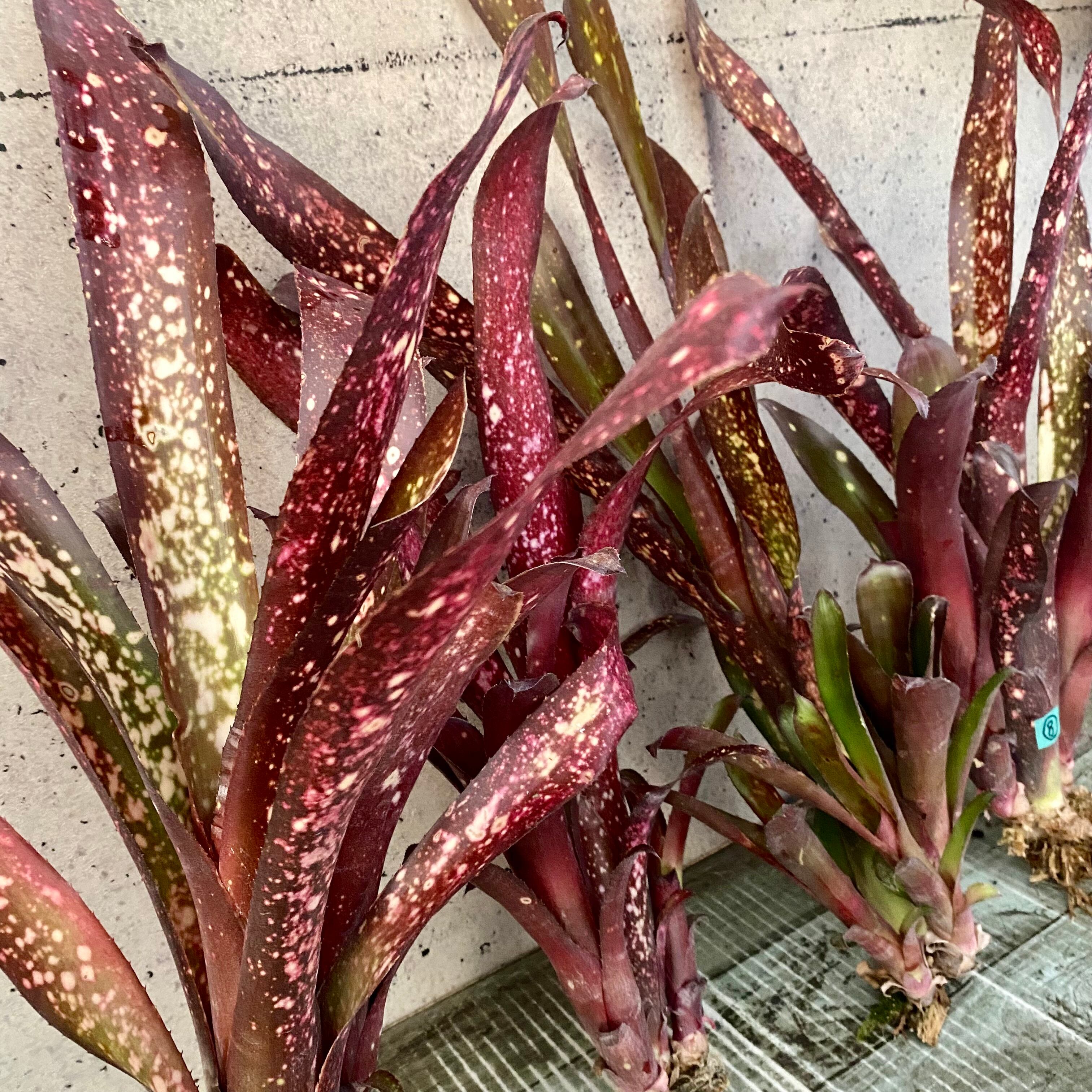 逆さ植えです。ボリュームあり！フペルジア『Carinata Nang-klay