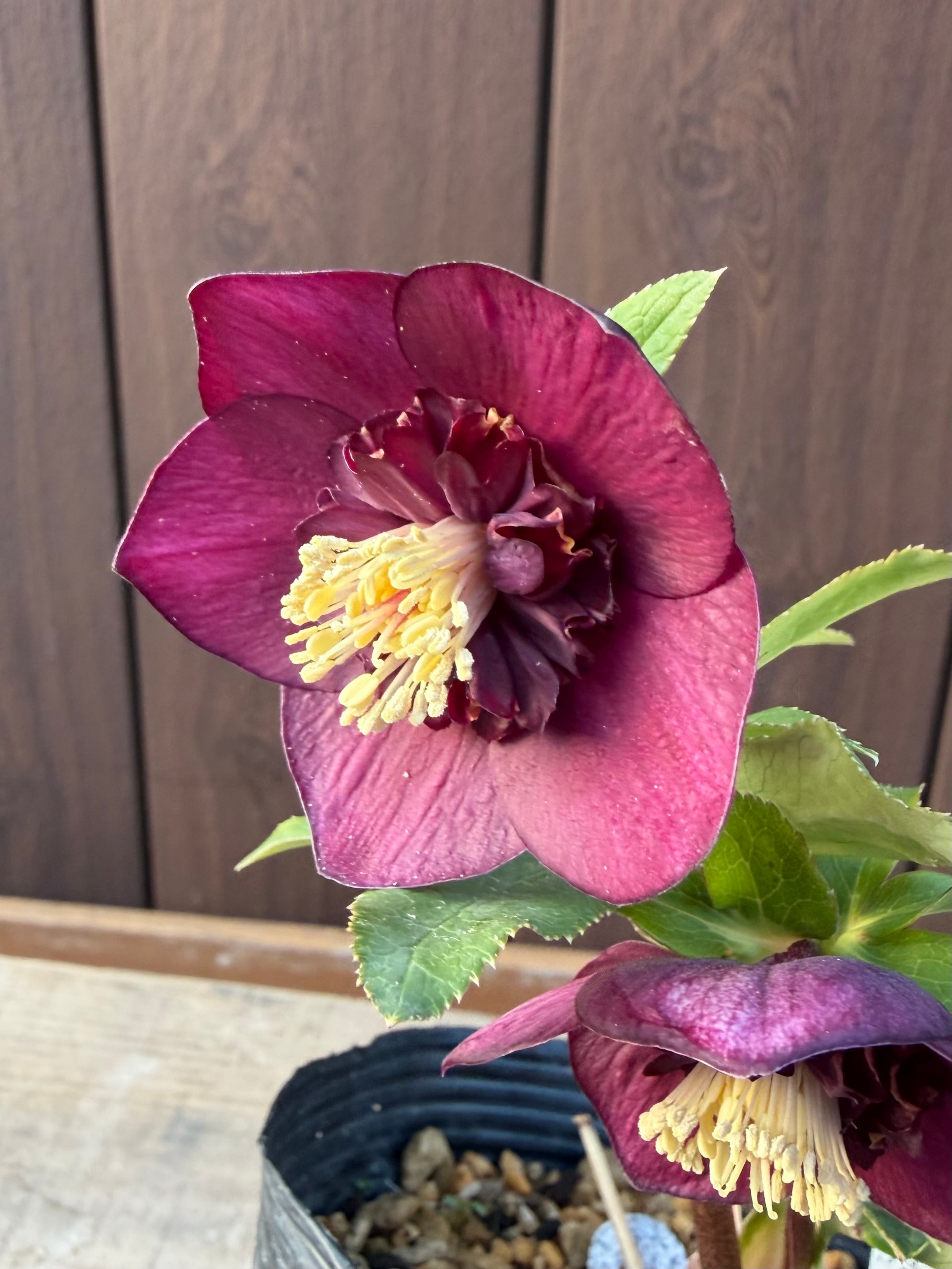 グロッシーカラー☆ゴールド レッドsd ※蕾無し特価 加藤農園