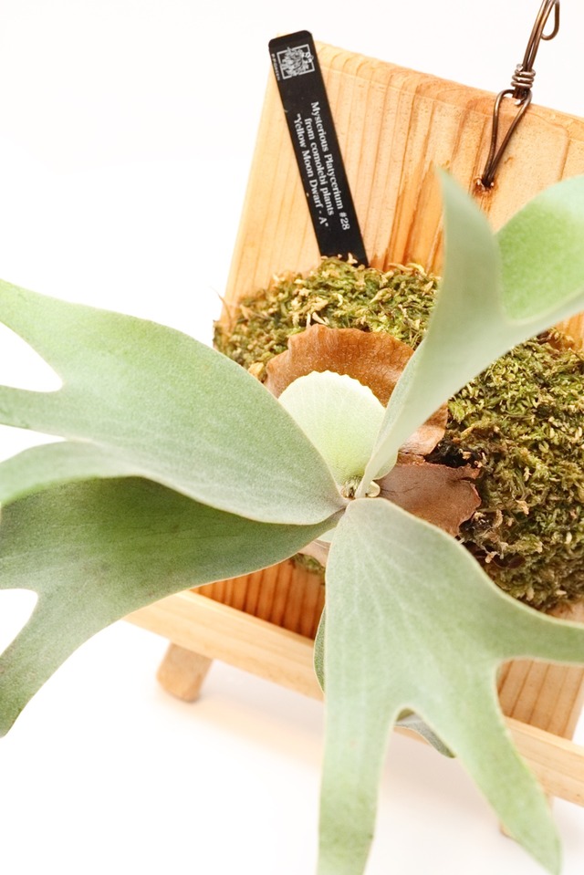 Mysterious platycerium