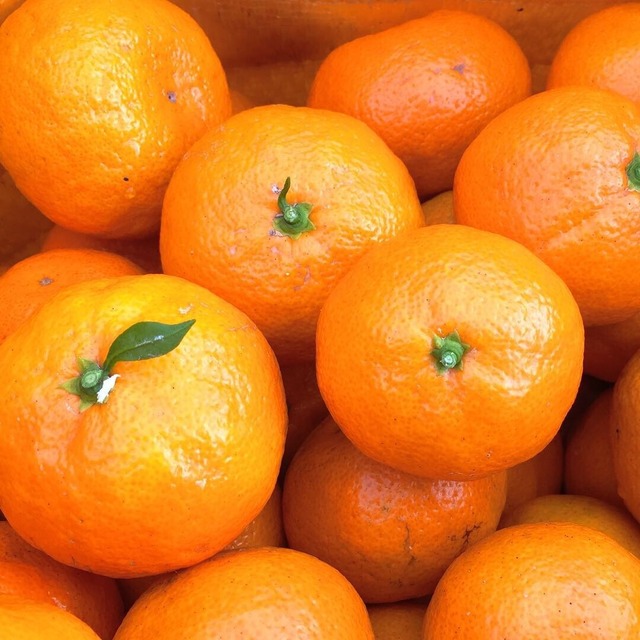 ポンカン【ご家庭用】5㎏Lサイズ（約34個）