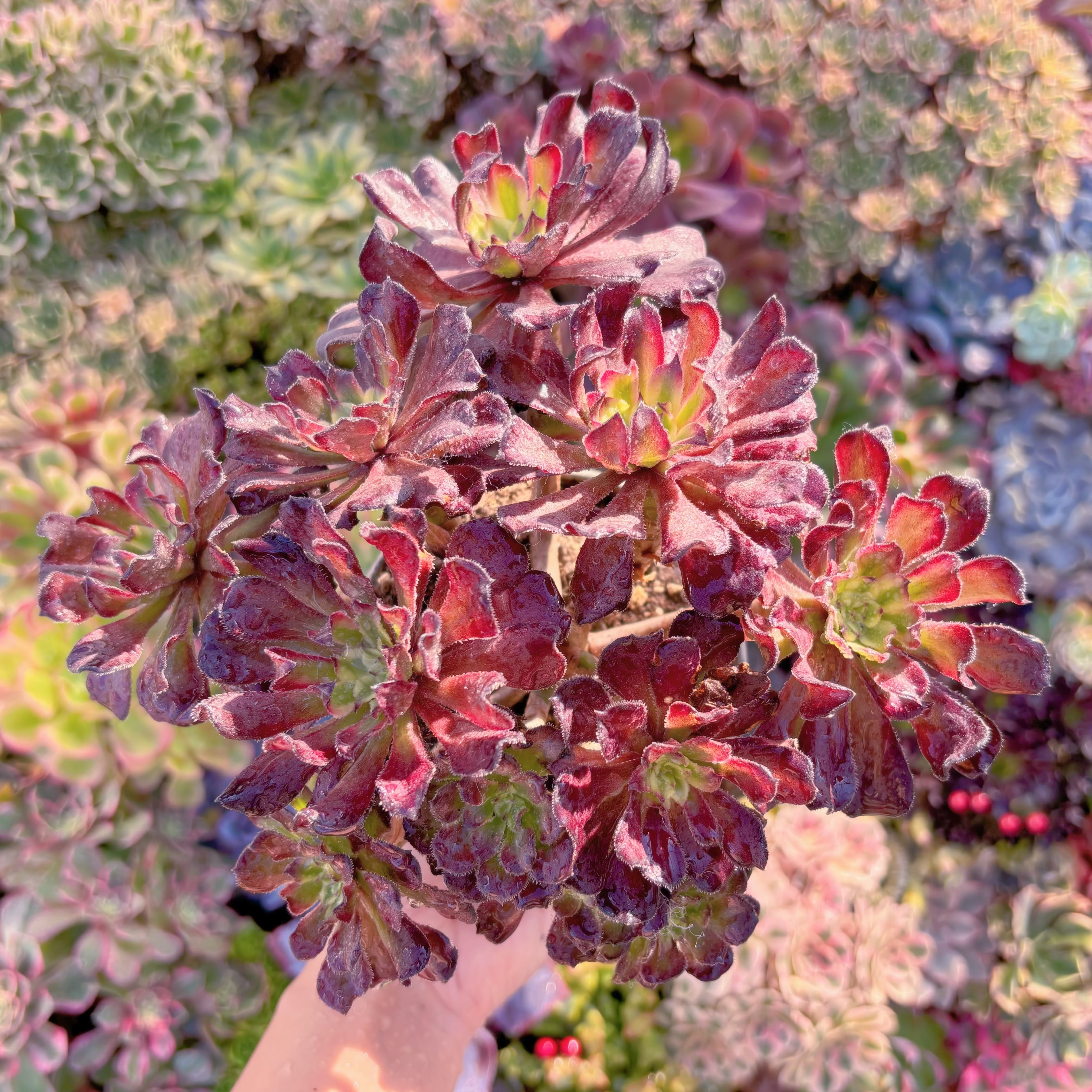 現品　新品種　フェラーリ#F239　特大群生　直径約20cm　るる農園