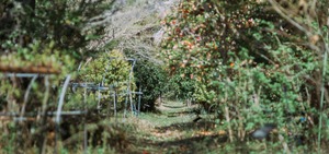 mitosaya 149 BITTER BETTER Passionate Red Apperitif