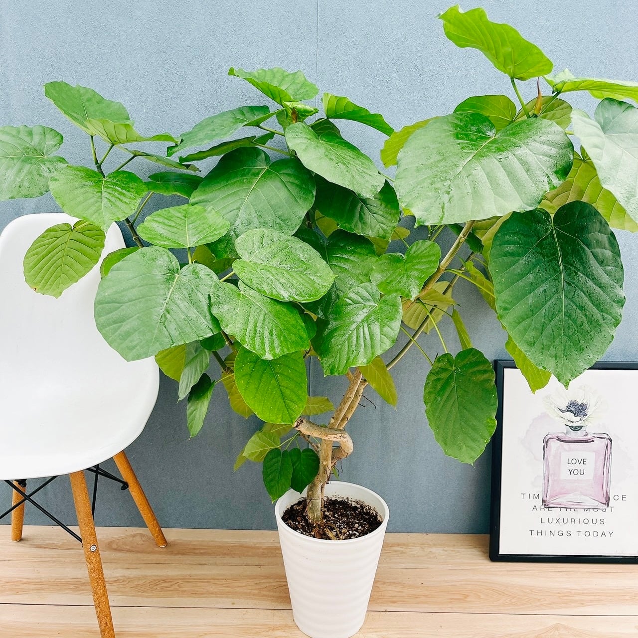 ［現品］12番　フィカス　ウンベラータ　観葉植物　室内　大型　ゴムの木　個性的 現品］12番 フィカス ウンベラータ 観葉植物 室内 大型 ゴムの木 人気