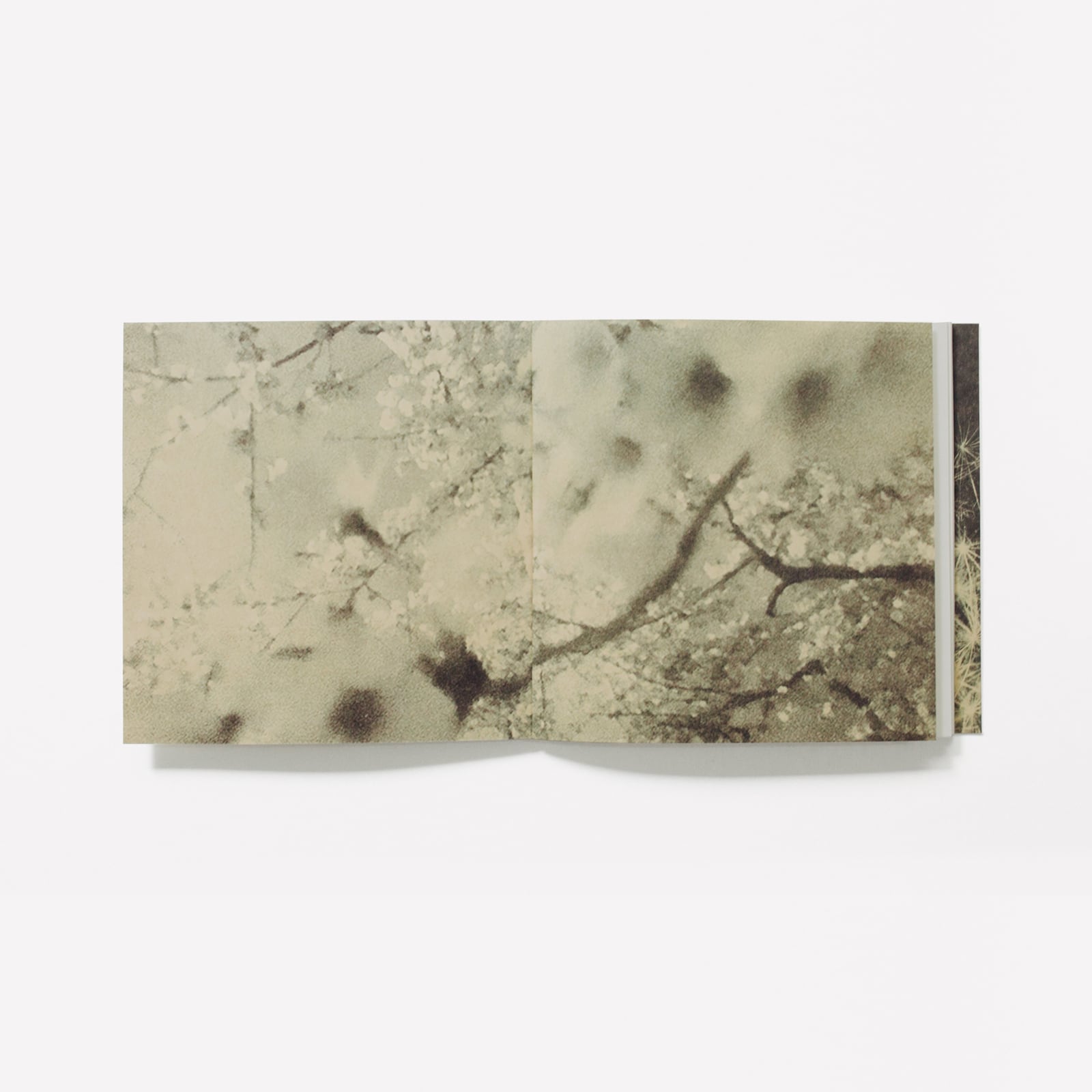 摘んだ花束 小束になして（CD） | lucadelphi