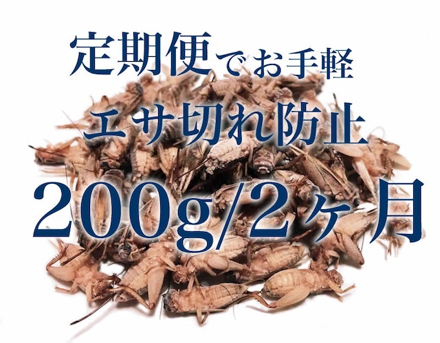 【定期便2ヶ月ごと】冷凍コオロギ餌用(国産イエコ) Lサイズ200ｇ(約480匹相当)