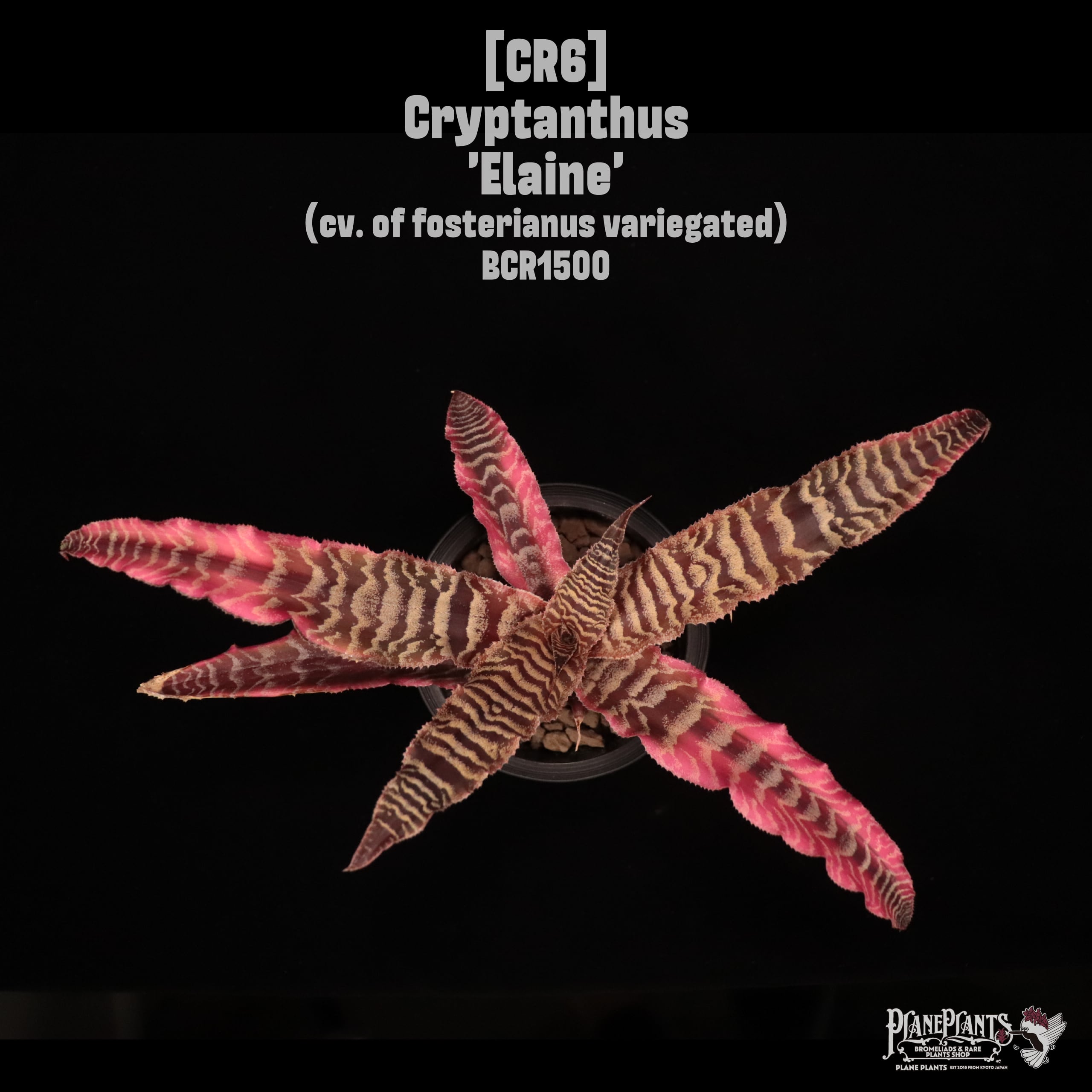 Cryptanthus 'Elaine'〔クリプタンサス〕CR6 (Republished)