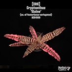Cryptanthus 'Elaine'〔クリプタンサス〕CR6 (Republished)