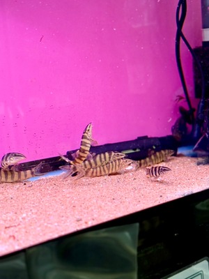 ボーシャ・ロブスタ