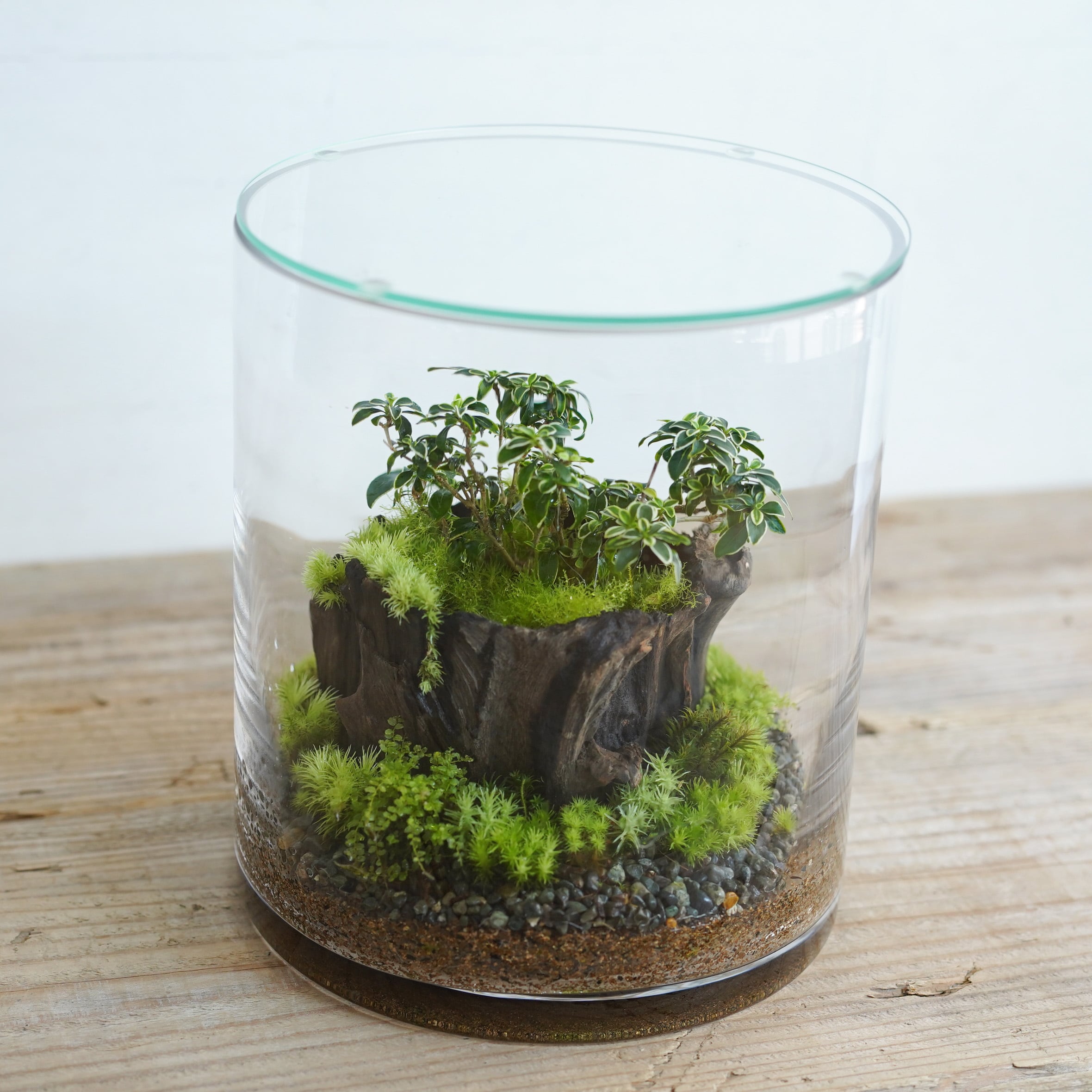 受注生産】 イモリウムグラステラリウム3030 苔テラリウム アクア