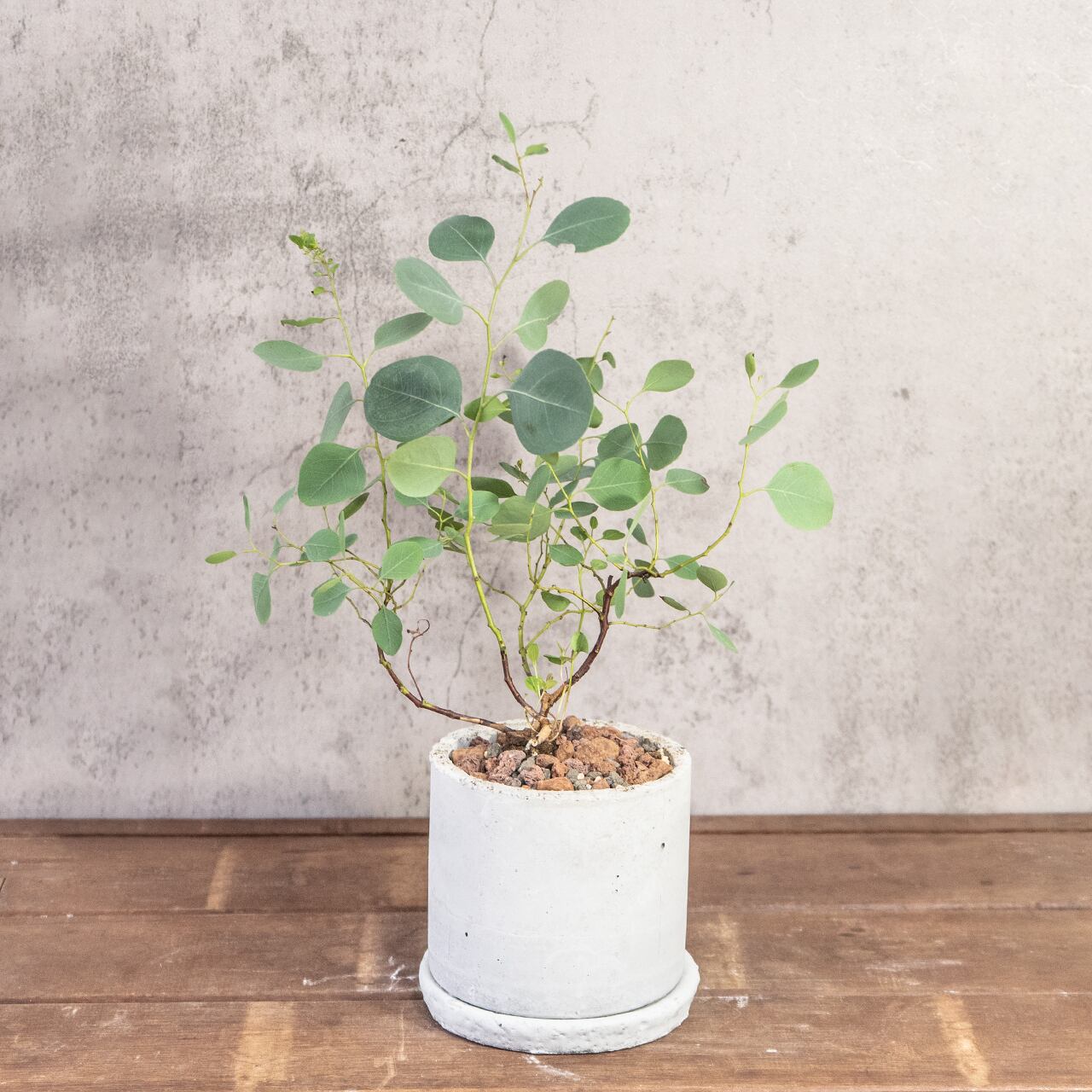 ユーカリ・ポポラス|自然な枝ぶりとやさしい葉色が魅力の爽やかインテリアグリーン【手づくりモルタル鉢】