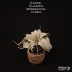 【送料無料】xerographica S〔エアプランツ〕現品発送T4076