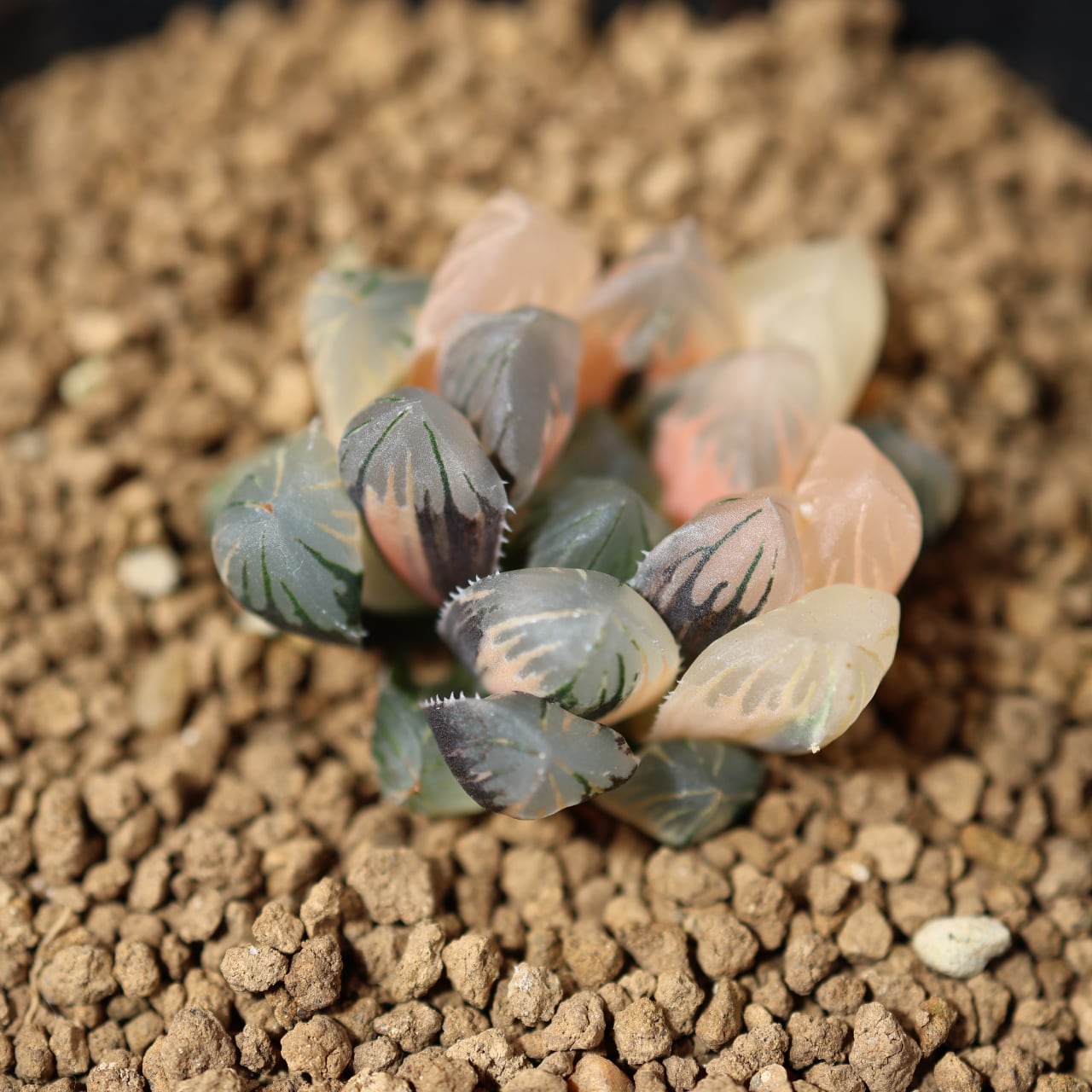723『ハオルチア 北極の恋』 観葉植物【送料無料】 | MARX PLANTS