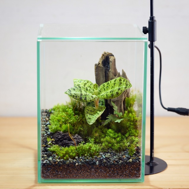 苔テラリウム作品『森の宝石』◆限定作品　3.17＃１