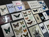 Thank you カード 5枚入り(チョウトンボ)