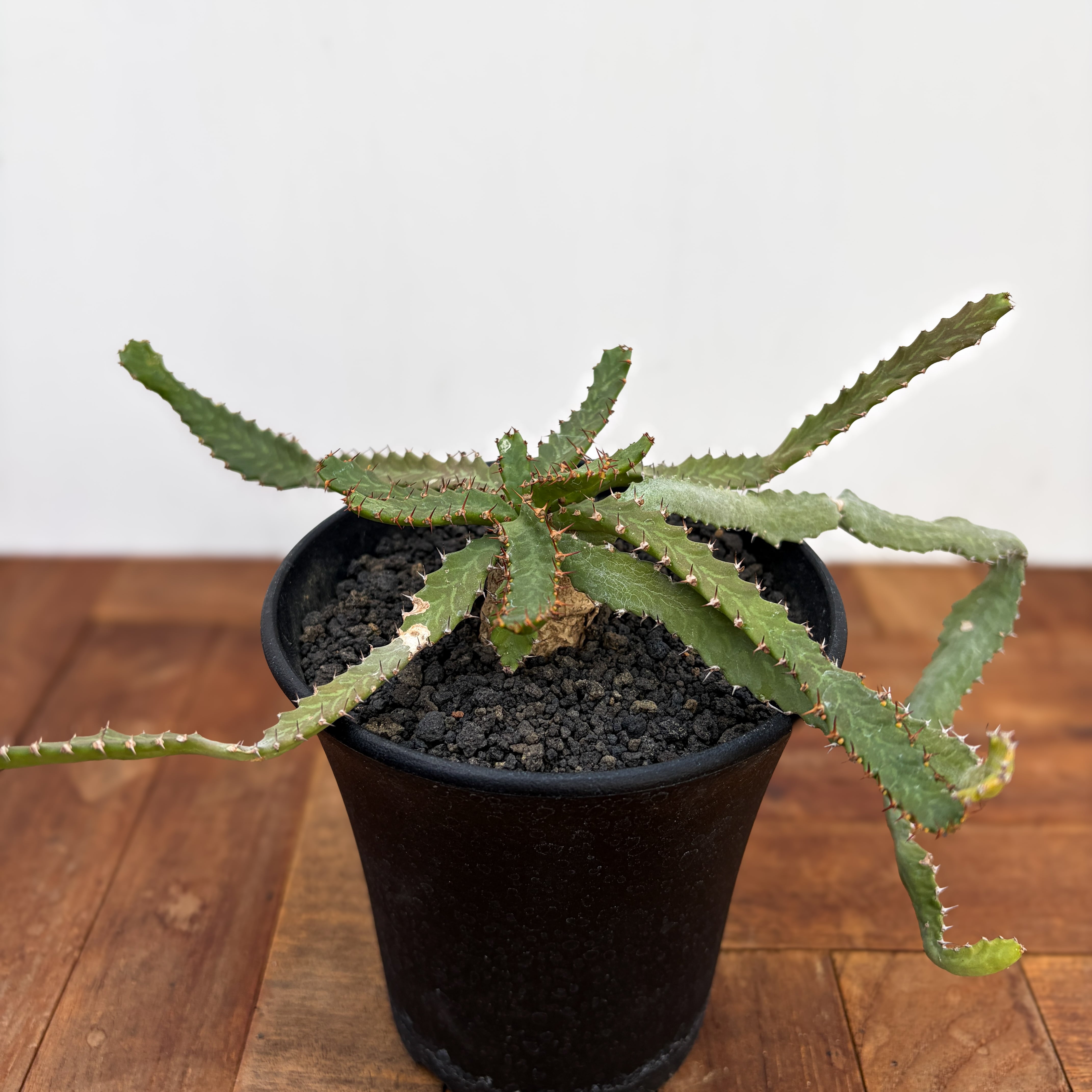 Euphorbia stellata【ユーフォルビア・飛竜・実生】 | RIMO'S GREEN