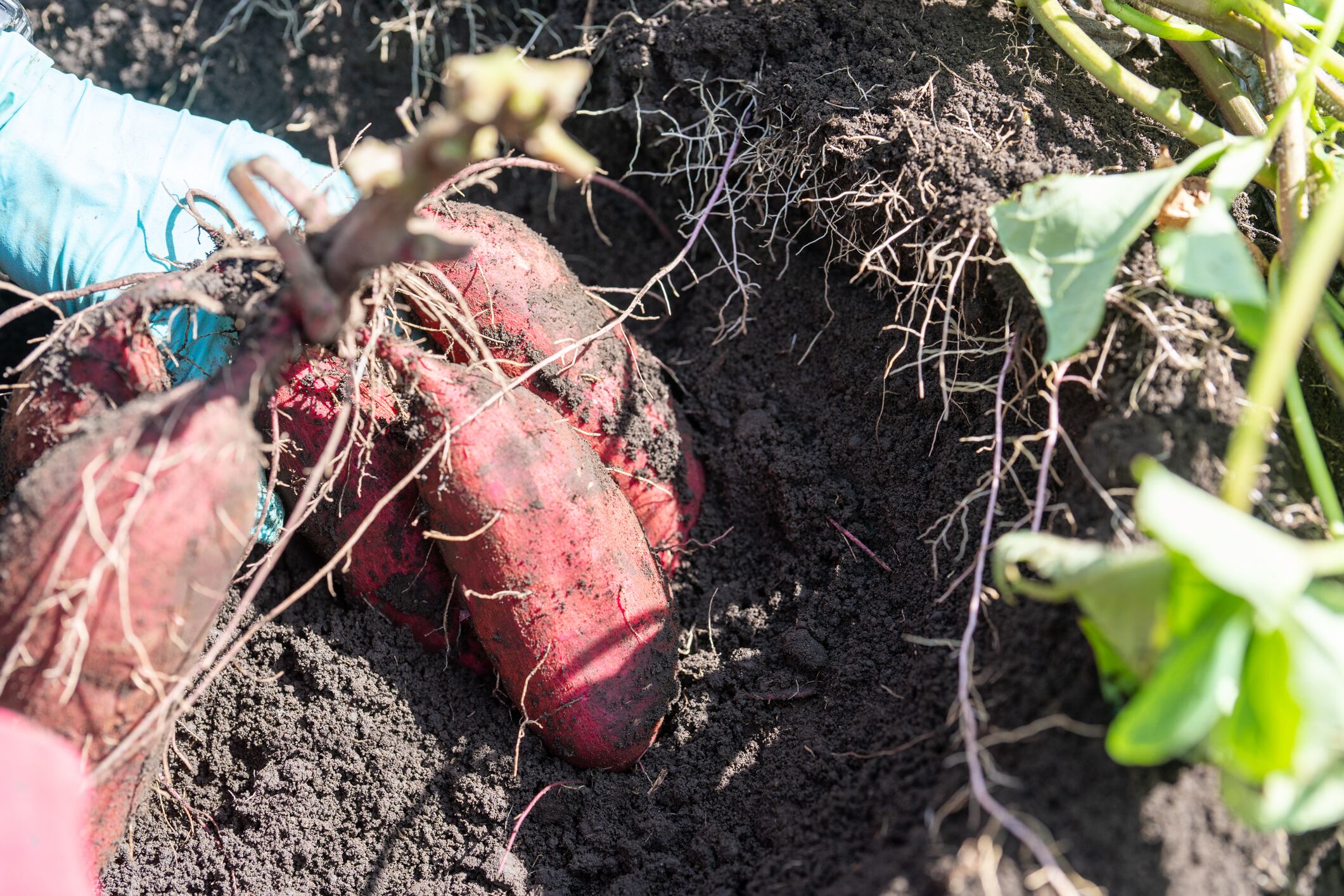 さつまいも/紅高系（金時） 自然栽培/1kg | 農園わとわ