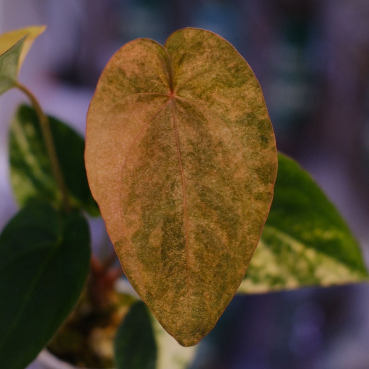 Anthurium (Papililaminum variegated × Crystallinum marble) × (Besseae × Papililaminum)⑦|アンスリウム|観葉植物