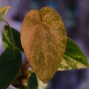 Anthurium (Papililaminum variegated × Crystallinum marble) × (Besseae × Papililaminum)⑦|アンスリウム|観葉植物