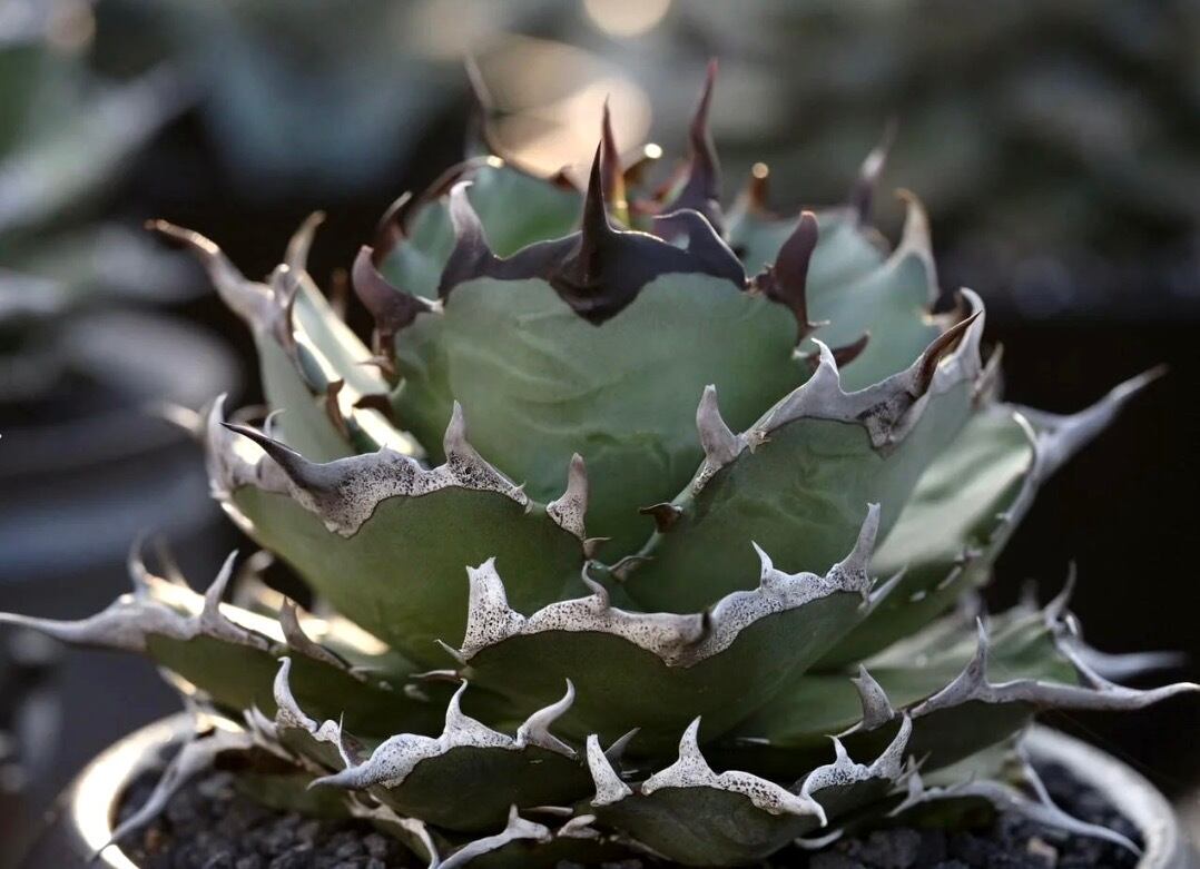 Oaxaca seedling「オアハカ実生」アガベ Agave | AZ.PLANTS