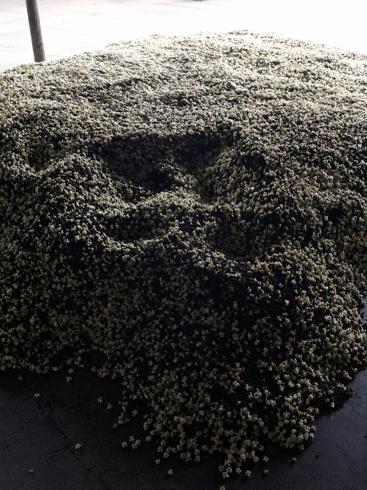 広西横県産 最高級ジャスミン茶 200g｜花香る本格ジャスミン茶