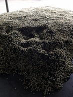広西横県産 最高級ジャスミン茶 200g｜花香る本格ジャスミン茶