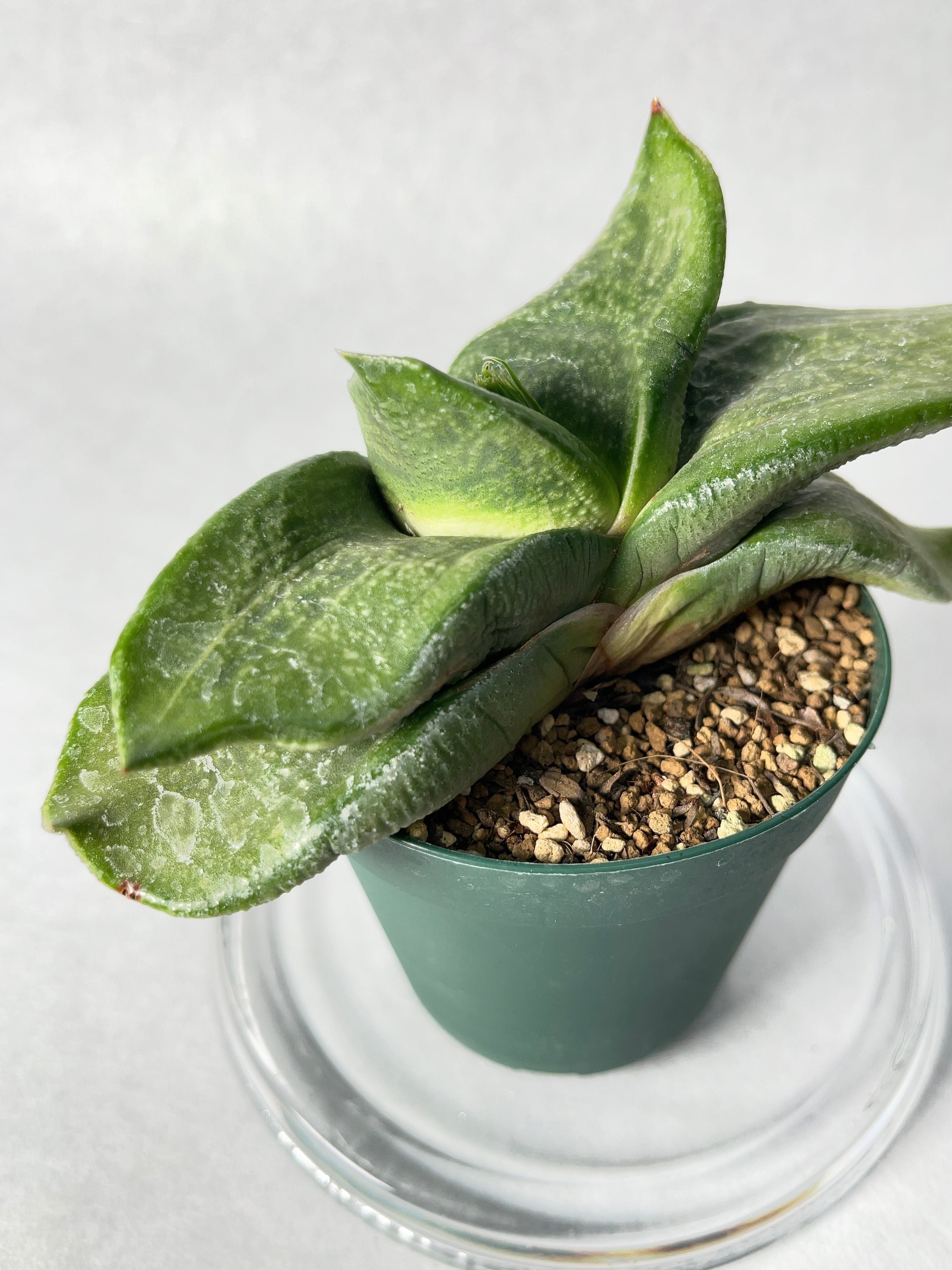 h*k様 ガステリア　バリエガタ h*k様 ガステリア バリエガタ Gasteria batesiana f.variegata