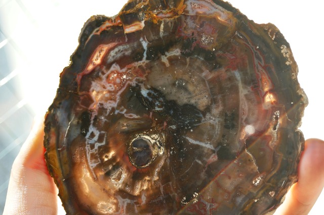 マダガスカル産ペトリファイドウッド Petrified Wood 2030