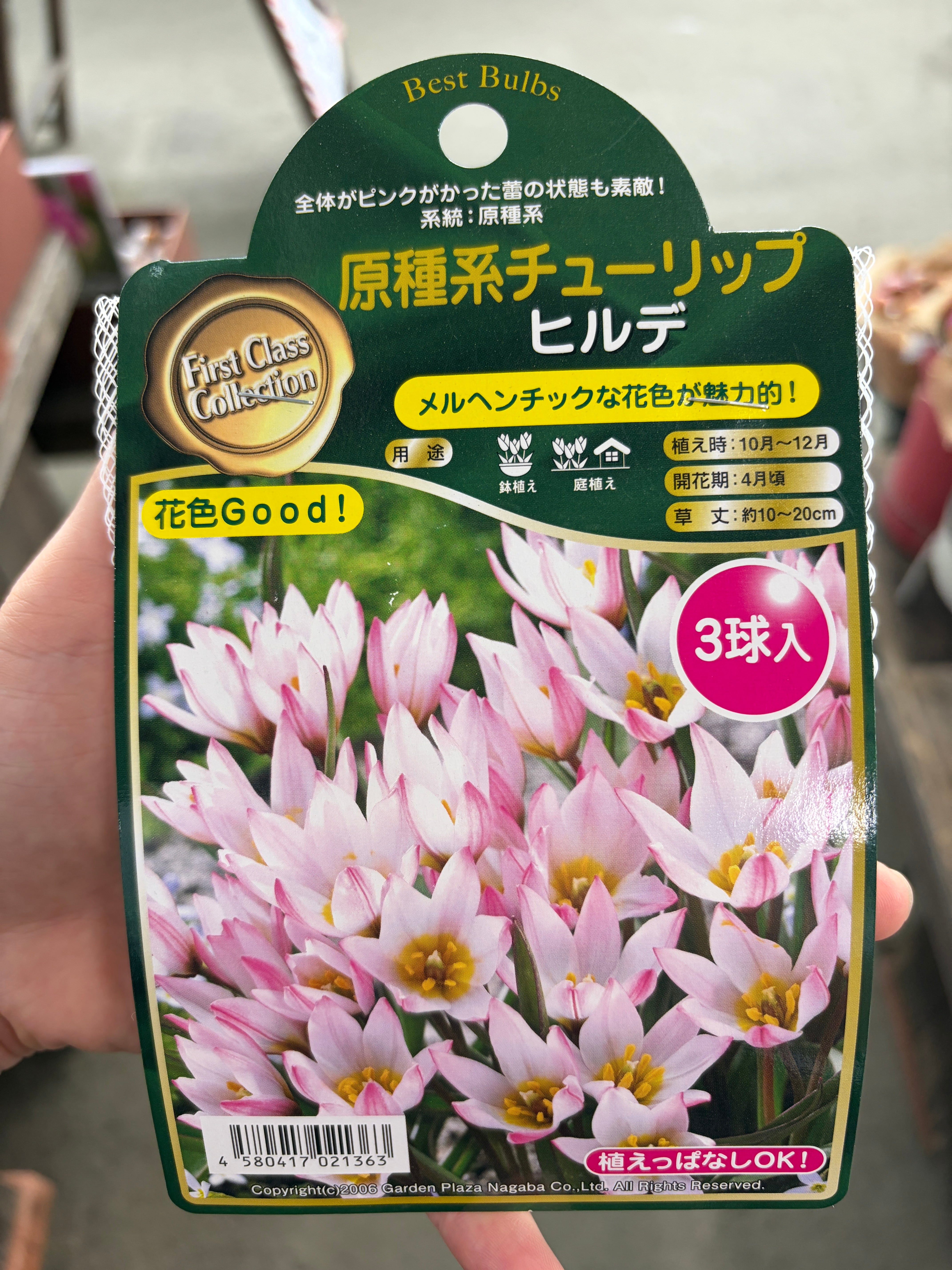 オニ通限定価格】クリスマスローズ 利休 1-25 | オニ通