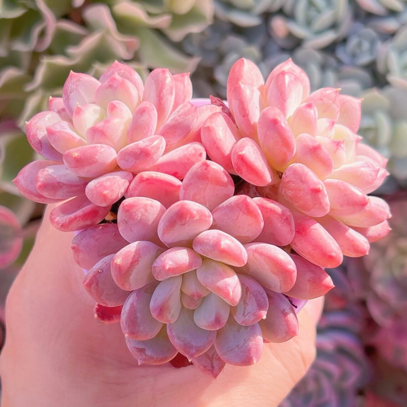 現品　ピンクジェニー#216　群生　るる農園