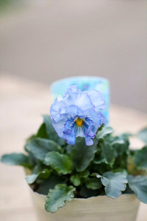 神戸べっぴんさん　夢紡ぎ②ポット苗 神戸べっぴんさん ビオラ 夢紡ぎ 花苗ポット - メルカリ