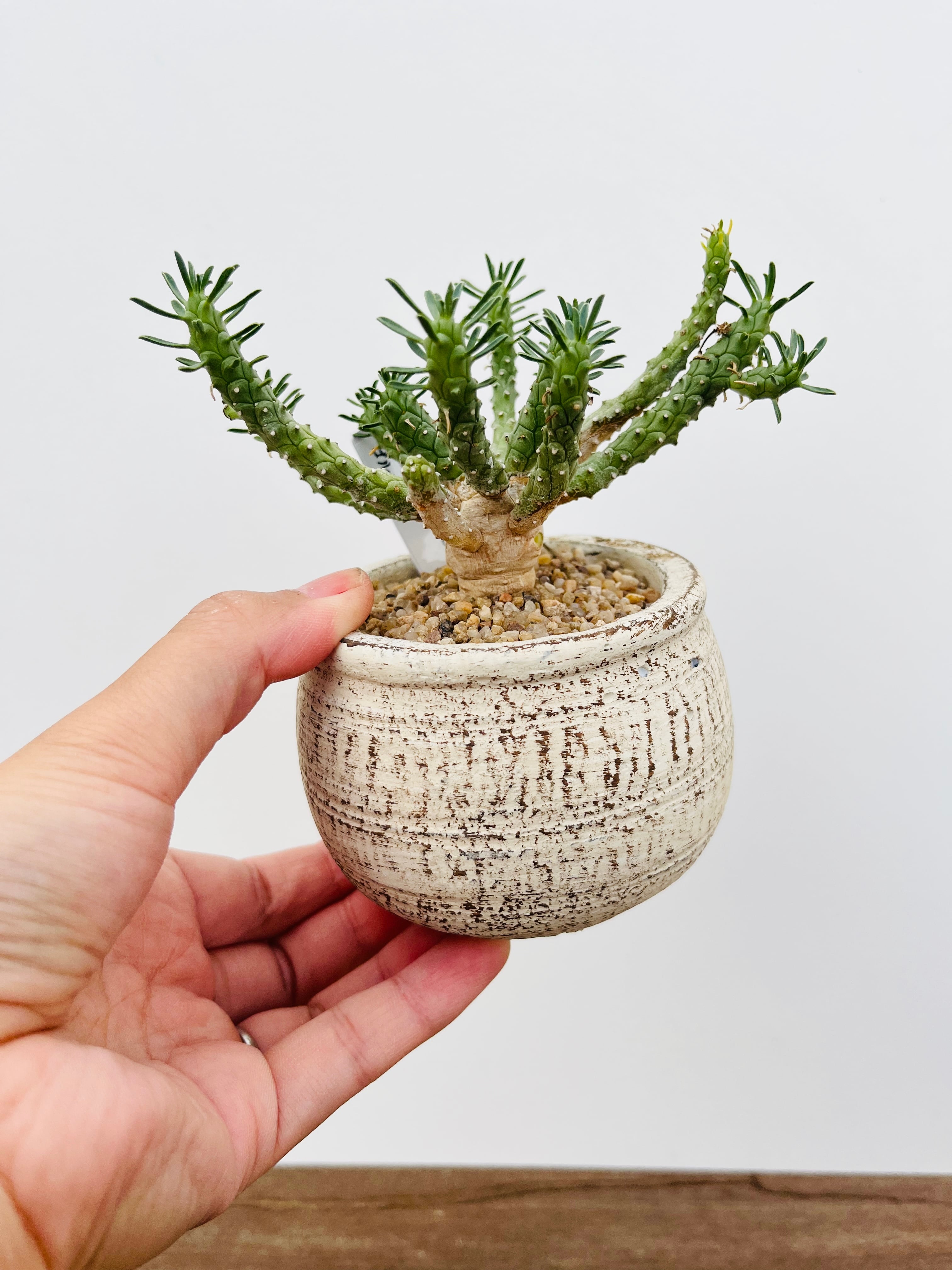 Euphorbia gorgonis　 ユーフォルビア　ゴルゴニス 多肉植物 | plants MARU ー 多肉植物・サボテン・園芸グッズのお店 ー  powered by BASE