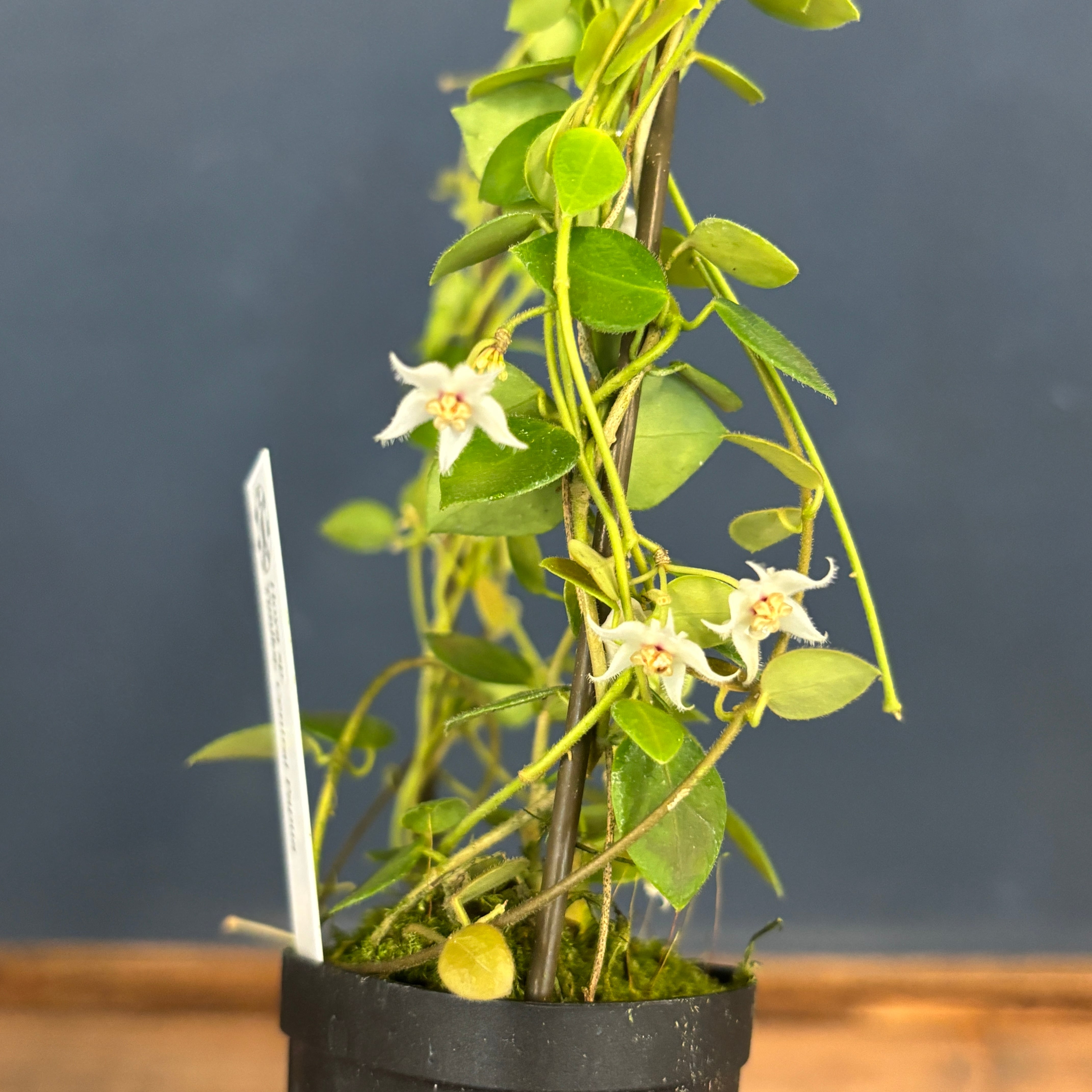 ホヤ sp. Timika, Central Papua【1048】 | PROTOLEAF プロトリーフ