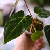 アンスリウム・レガレ / Anthurium Regale⑫│観葉植物