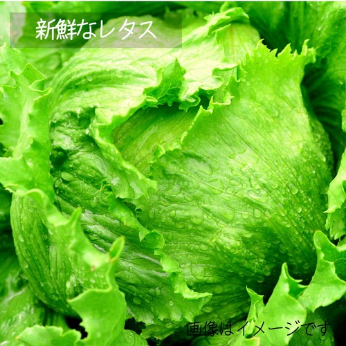 7月の新鮮野菜 ：レタス　1個 ： 朝採り直売野菜　7月4日発送予定